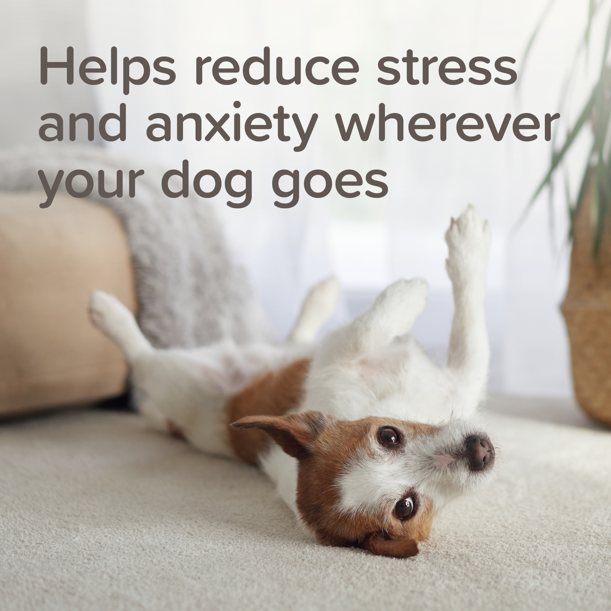 Beaphar StressLess Herbal Calming Collar for Dogs, 65cm