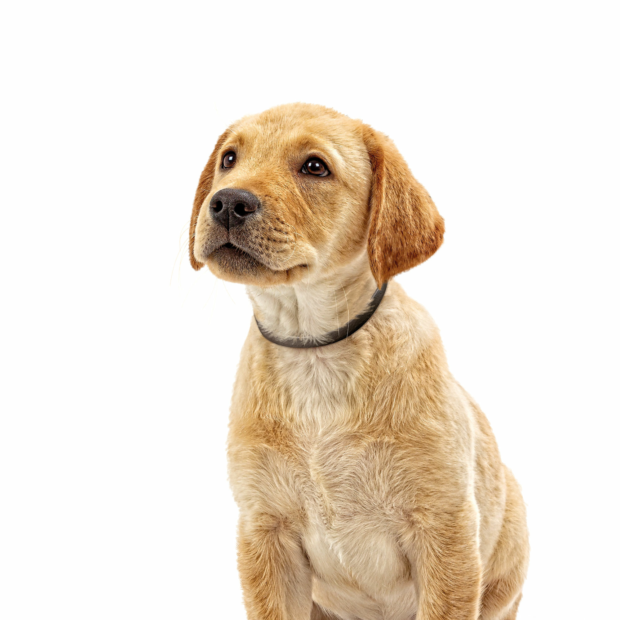 Beaphar CaniComfort® Beroligende halsbånd valp