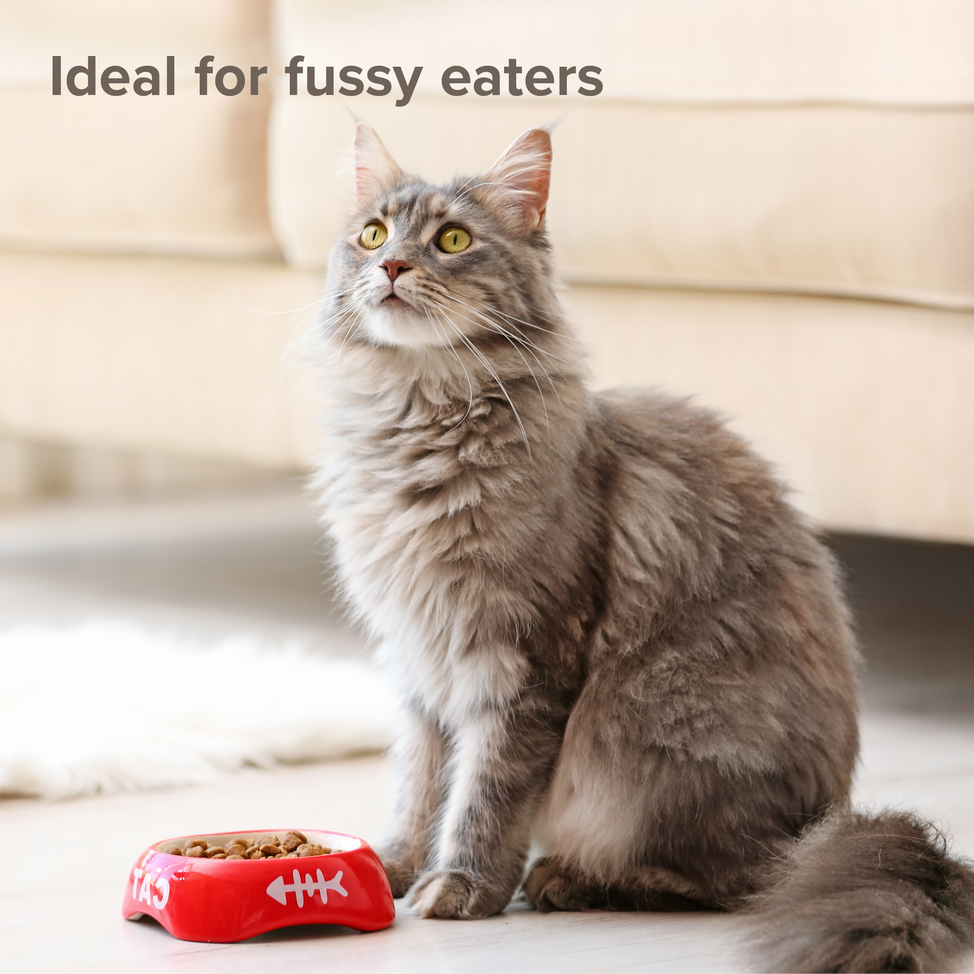 Beaphar Salmon Oil for Cats and Dogs – 430ml