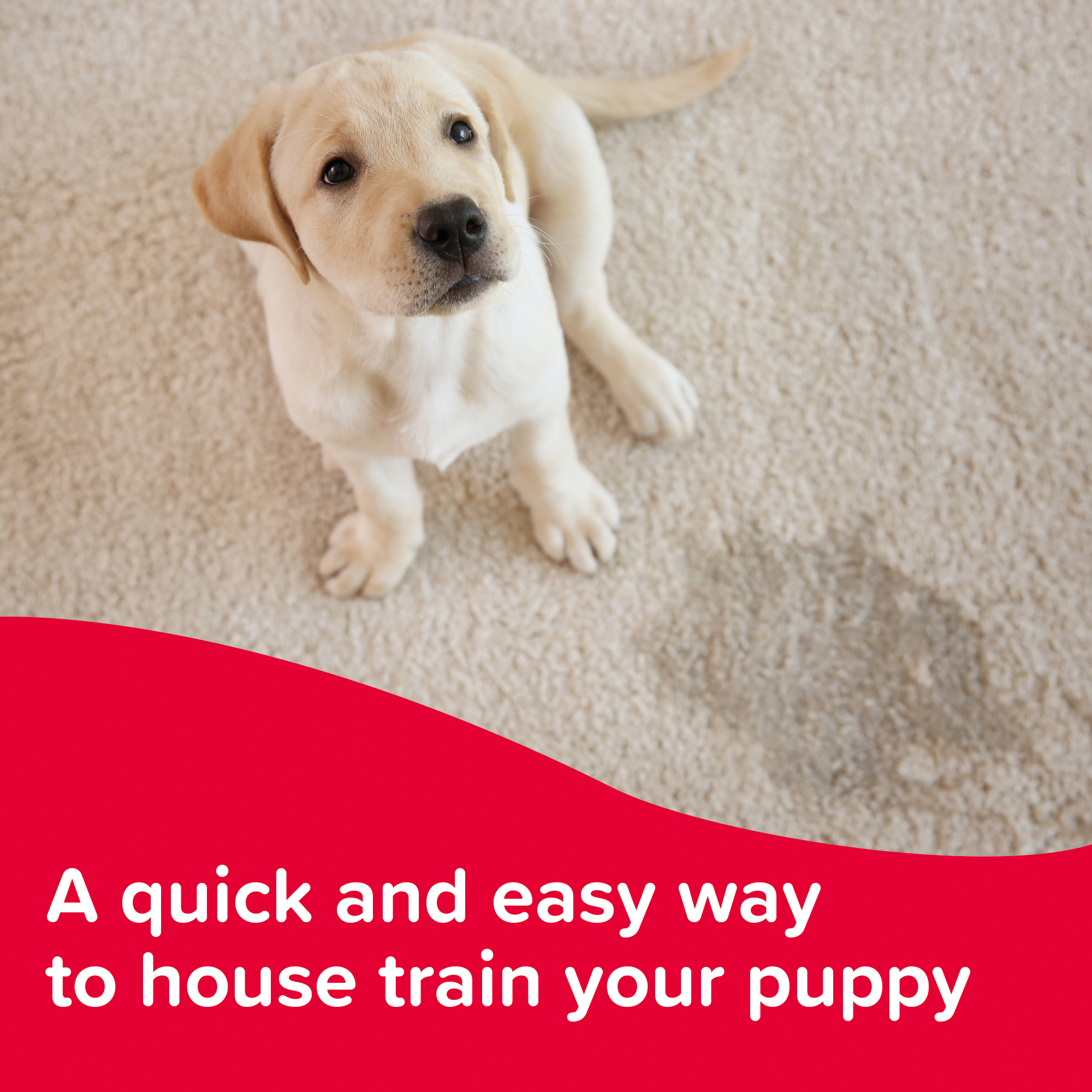 Beaphar Puppy Toilet Trainer 20ml