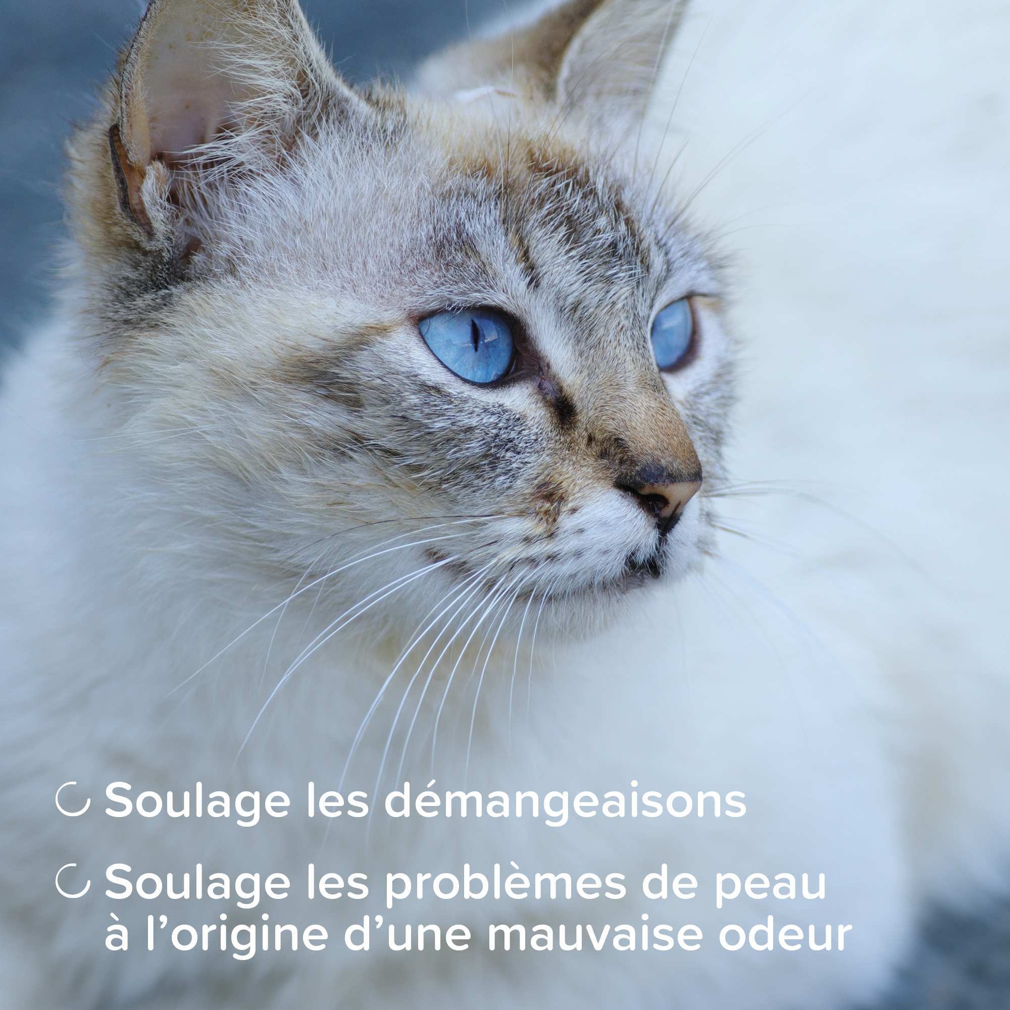 DermaCare, Shampoing assainissant pour chien et chat