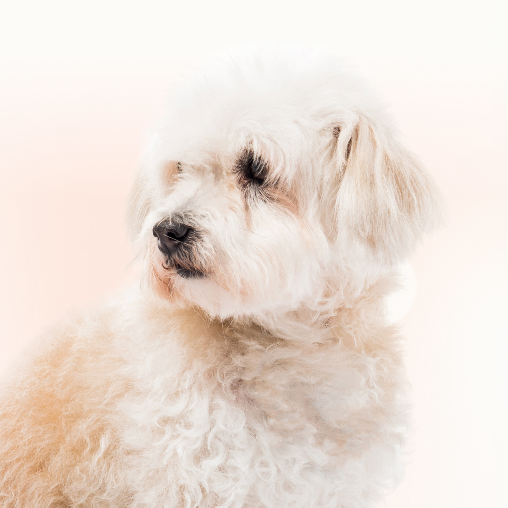 Beaphar Traansmeerverwijderaar 50ml