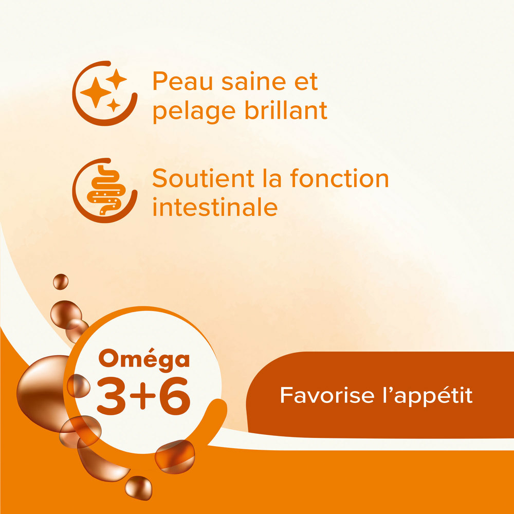 Graisse de mouton pour chien