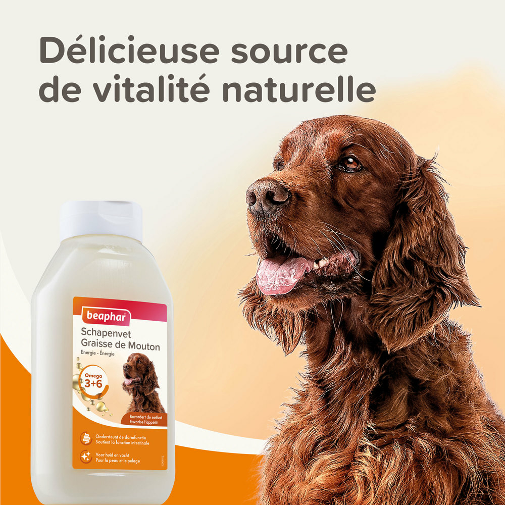 Graisse de mouton pour chien