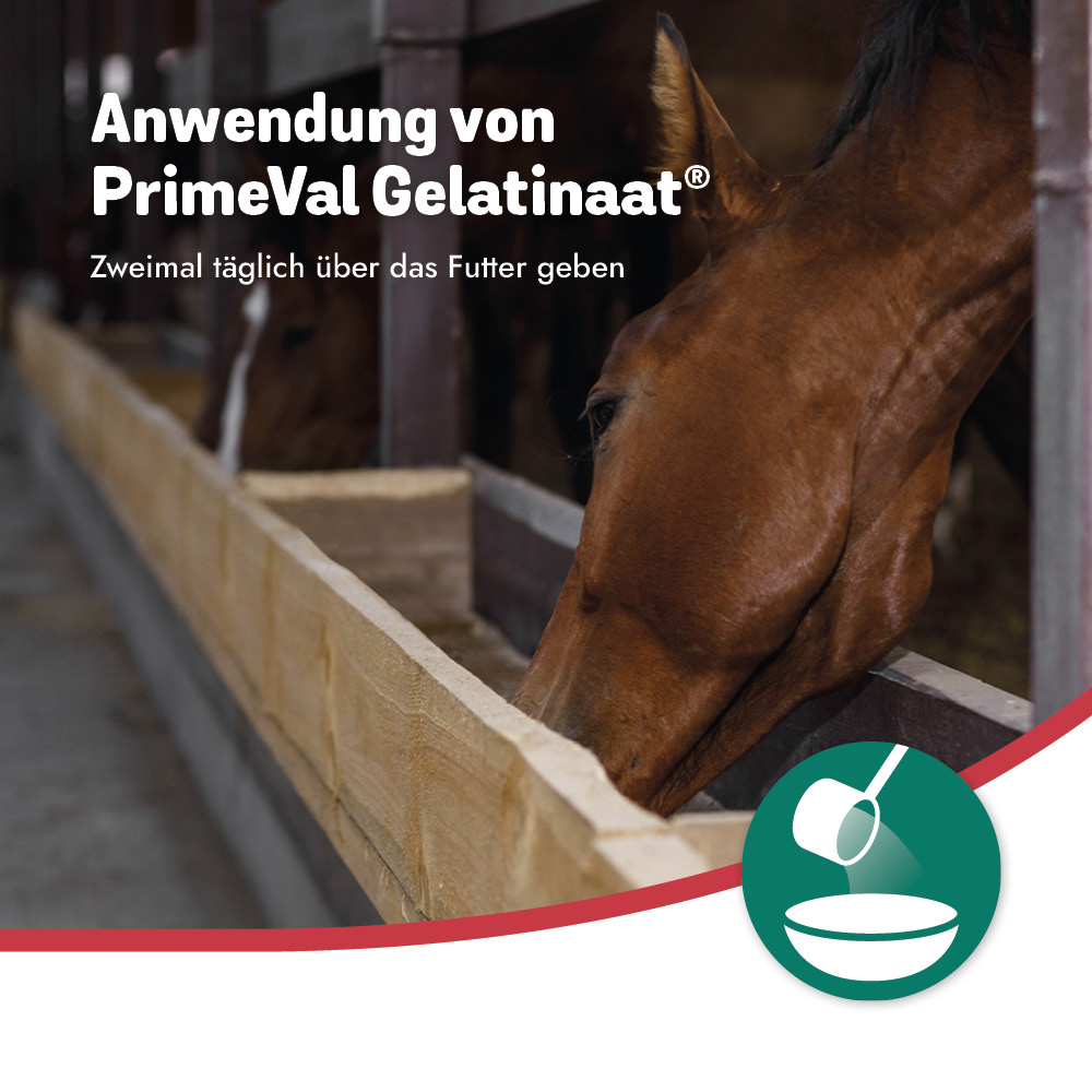 PrimeVal Gelatinaat® Pulver 2kg