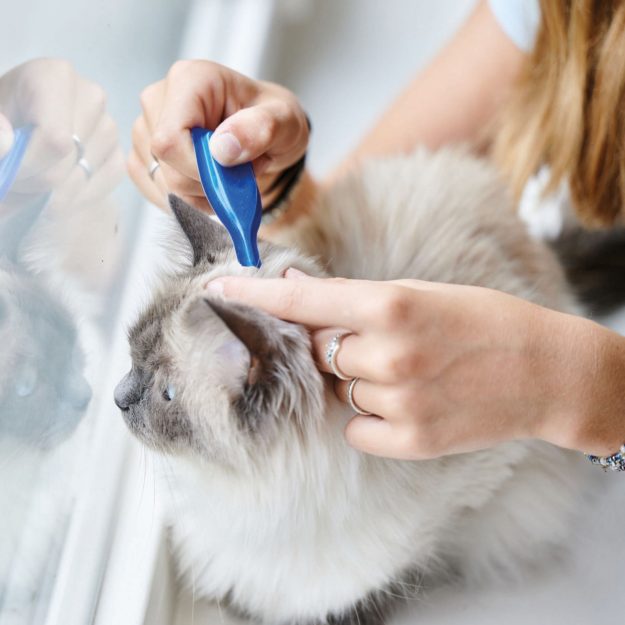 Beaphar CatComfort® Rustgevende Spot-On 3st