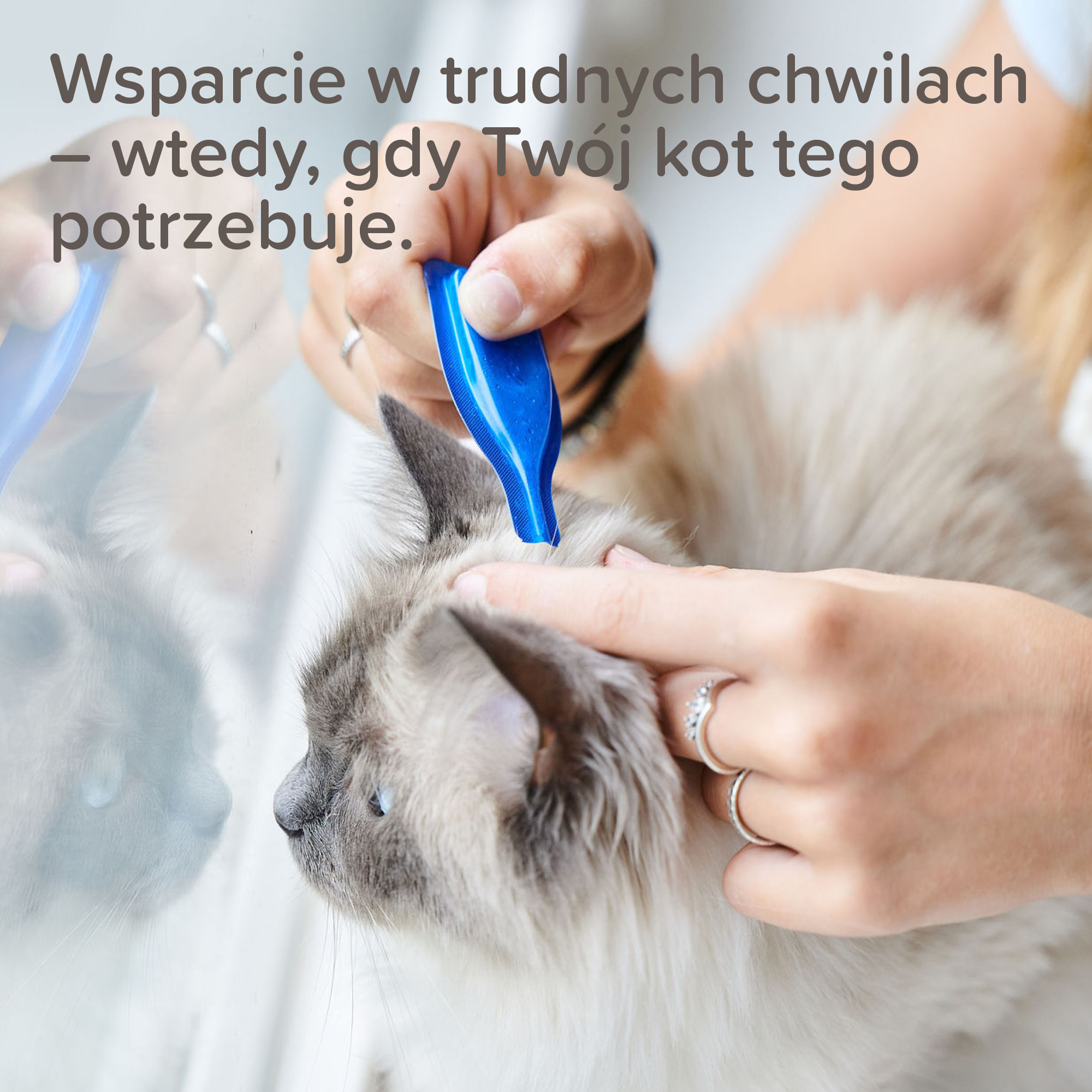 CatComfort® Spot On