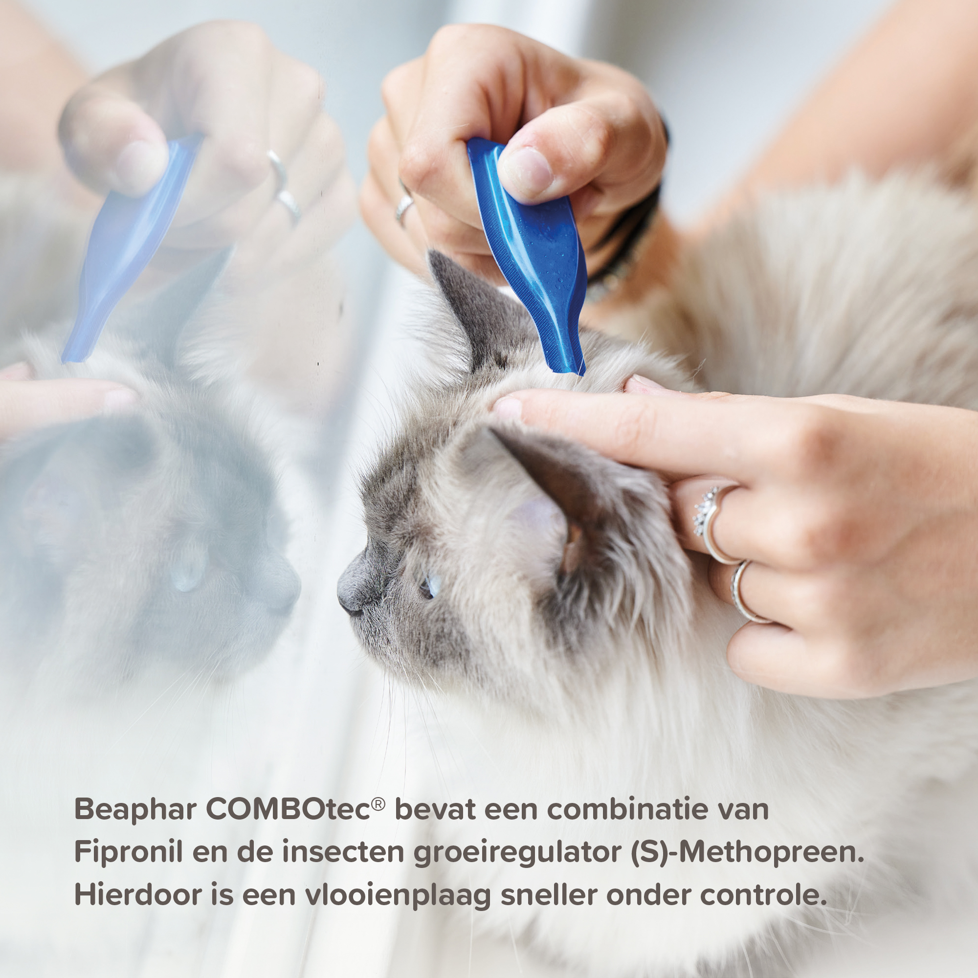 Beaphar COMBOtec® Spot-On kat 2 pipetten