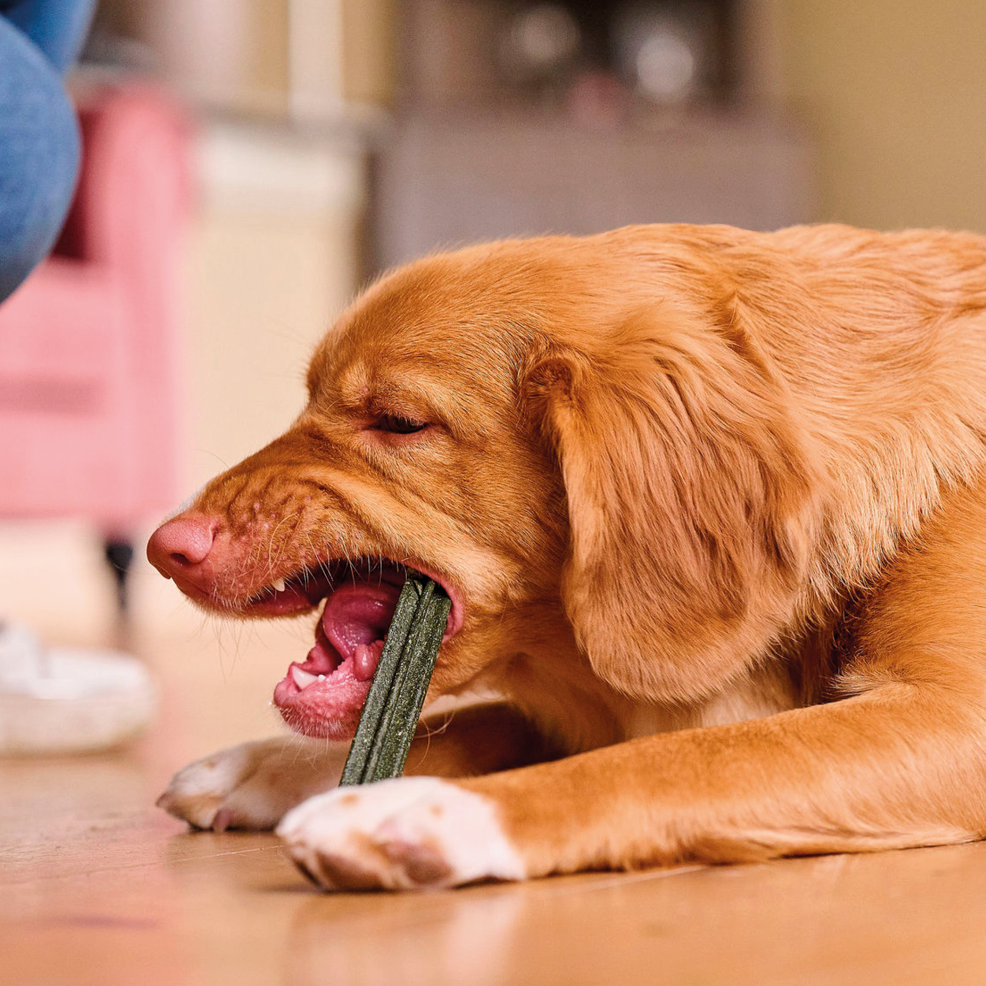 Beaphar Dental Sticks – Medium/Large Dogs