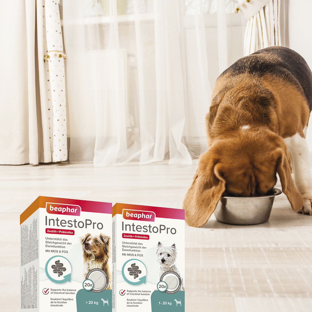 Beaphar IntestoPro Tabs für kleine Hunde, 20 Stück