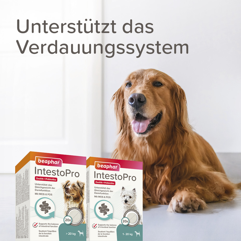 Beaphar IntestoPro Tabs für kleine Hunde, 20 Stück
