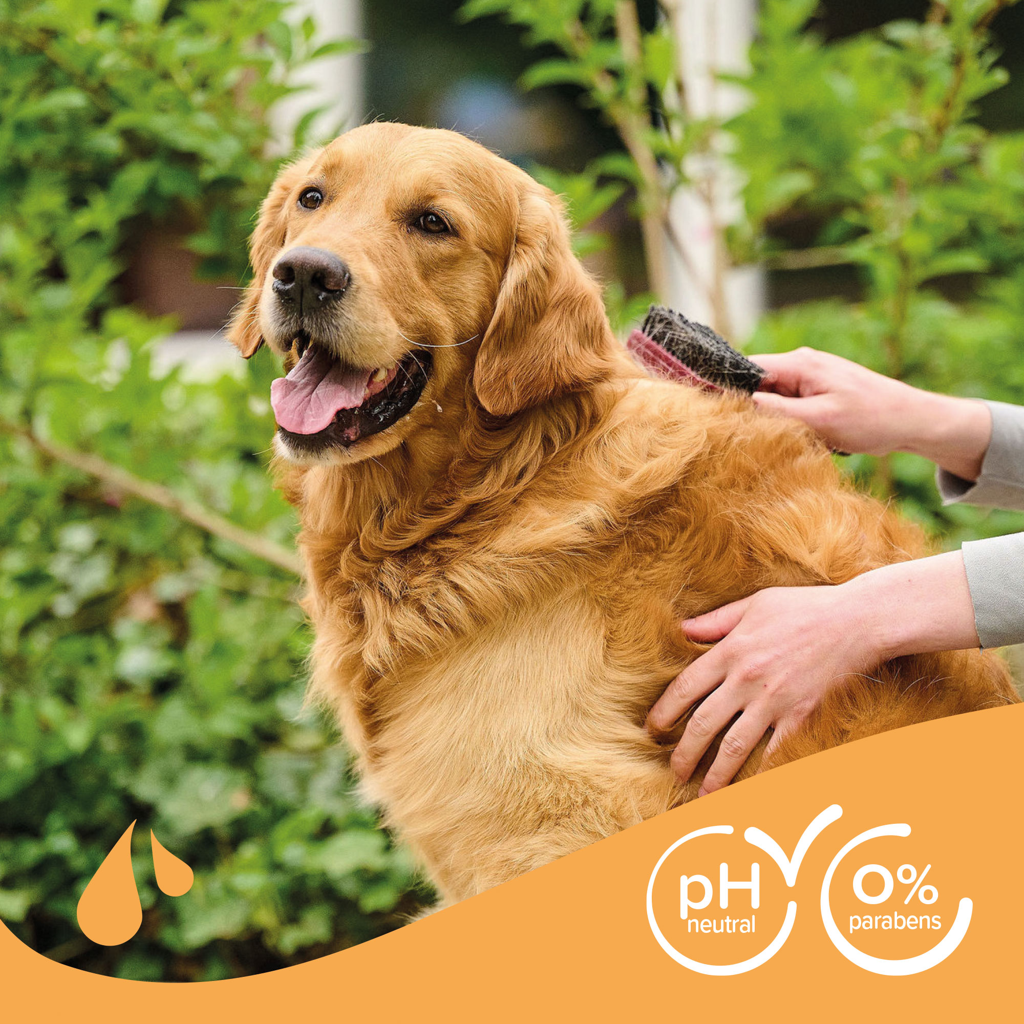 SHAMPOO BROWN DOG 250ML - od jasnej do ciemnej sierści dla psów