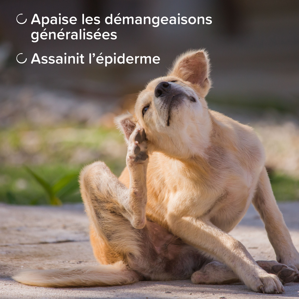 DermaCare, Spray apaisant sans rinçage pour chien et chat