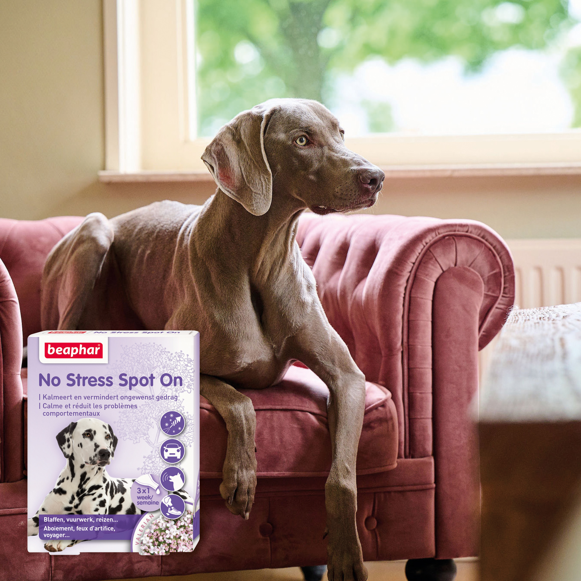 Beaphar No Stress Spot-On hond 3 pipetten