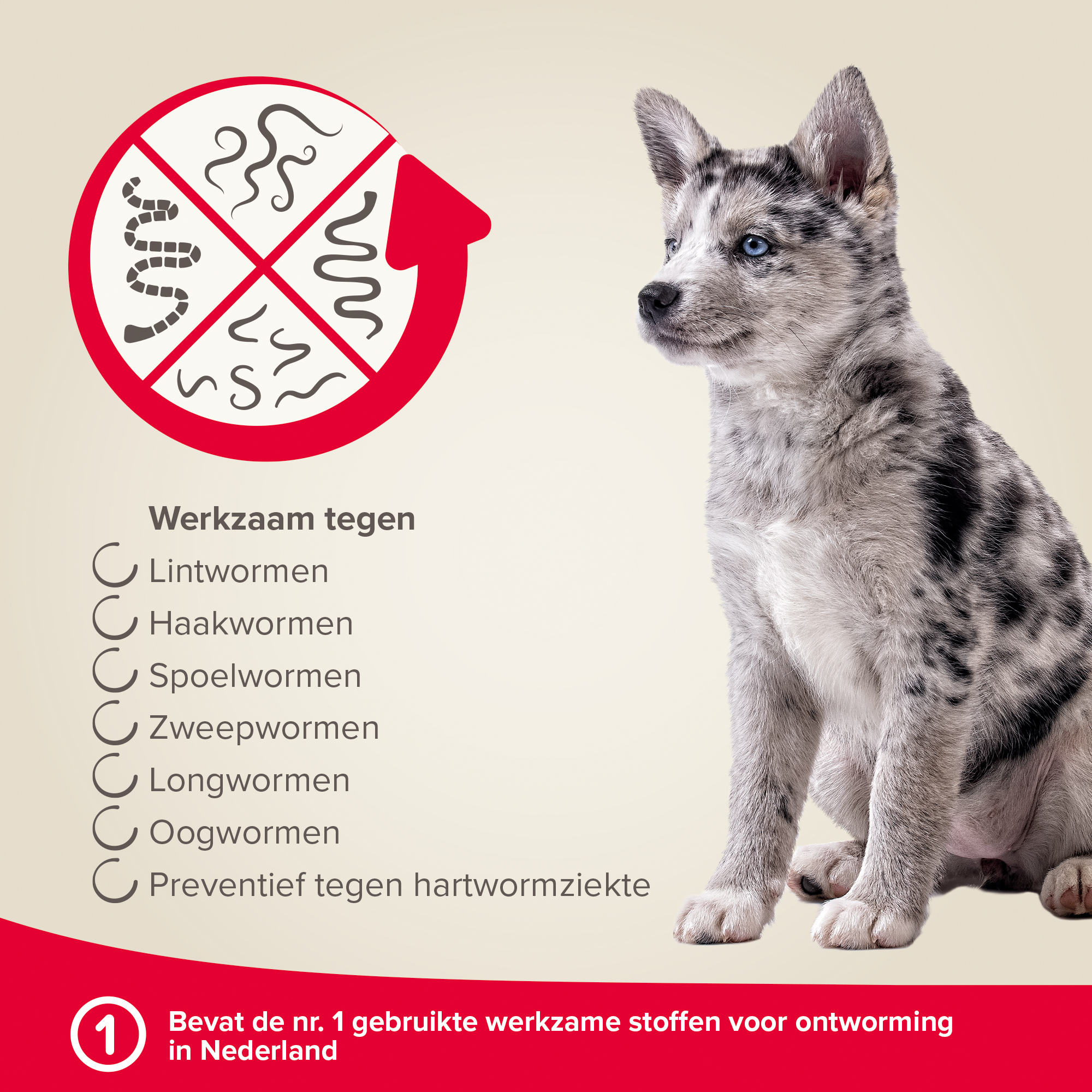 Beaphar Milquestra ontwormingsmiddel kleine hond / pup 2 tabletten