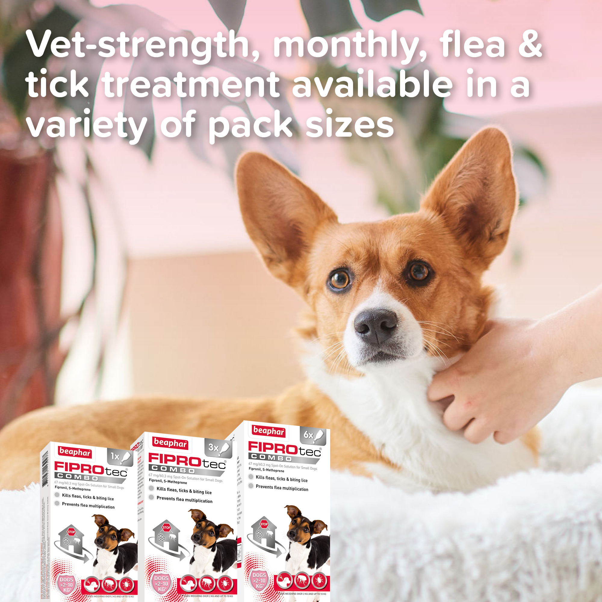 Beaphar FIPROtec® COMBO Flea & Tick Spot-On for Small Dogs (2-10kg), 3 Pipettes