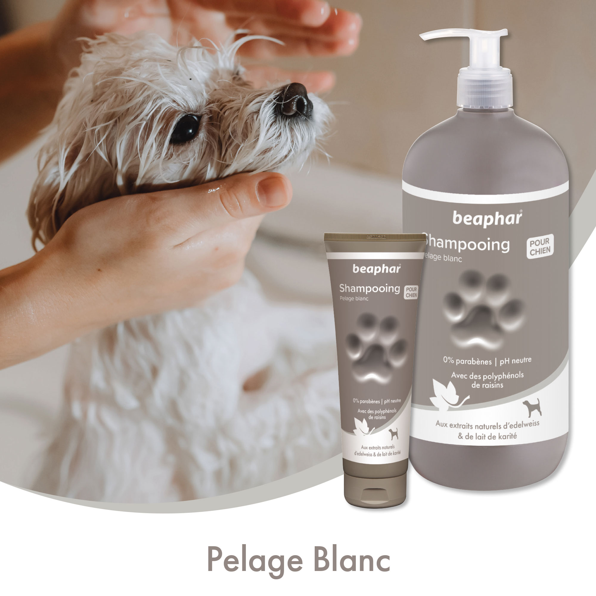 Shampooing pour pelage blanc extraits naturels d’edelweiss & de lait de — free download