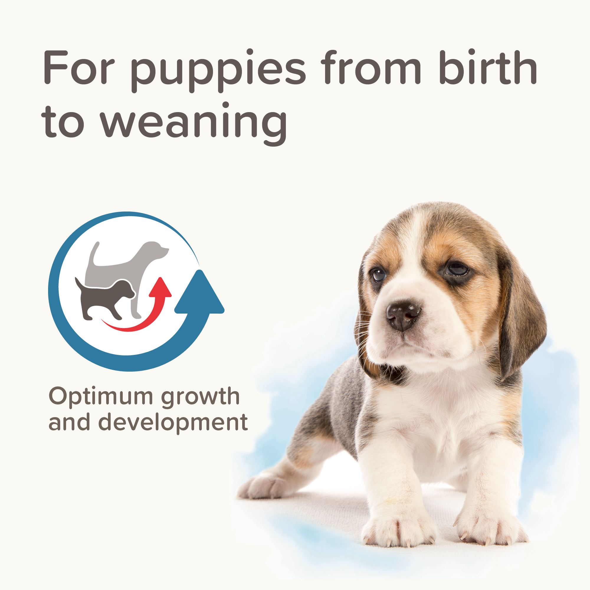 Beaphar Lactol Milk Replacer for Puppies – 250g