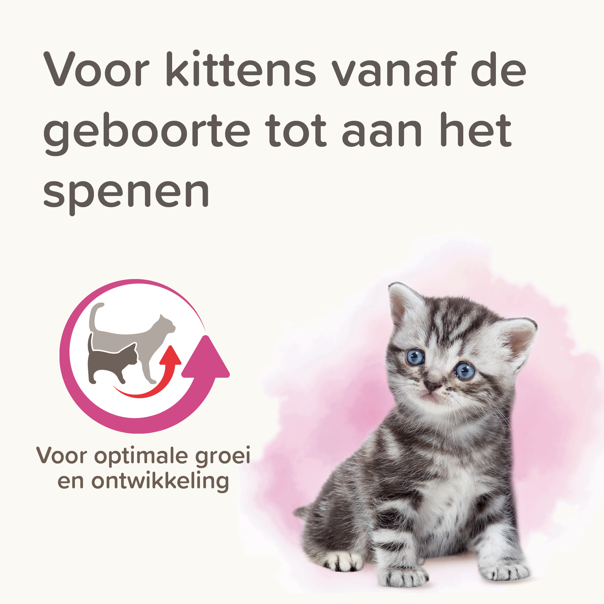 Beaphar Lactol Kitten Milk 250g