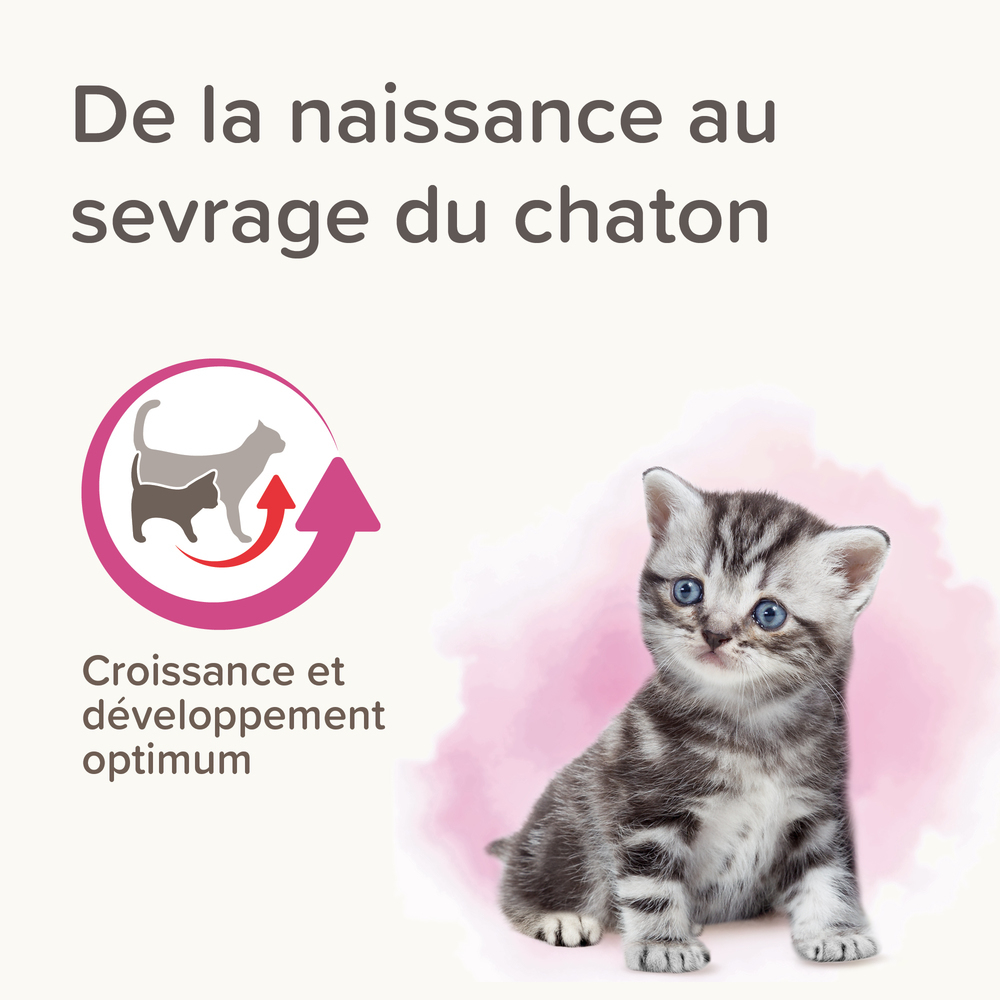 LACTOL, lait maternisé pour chaton