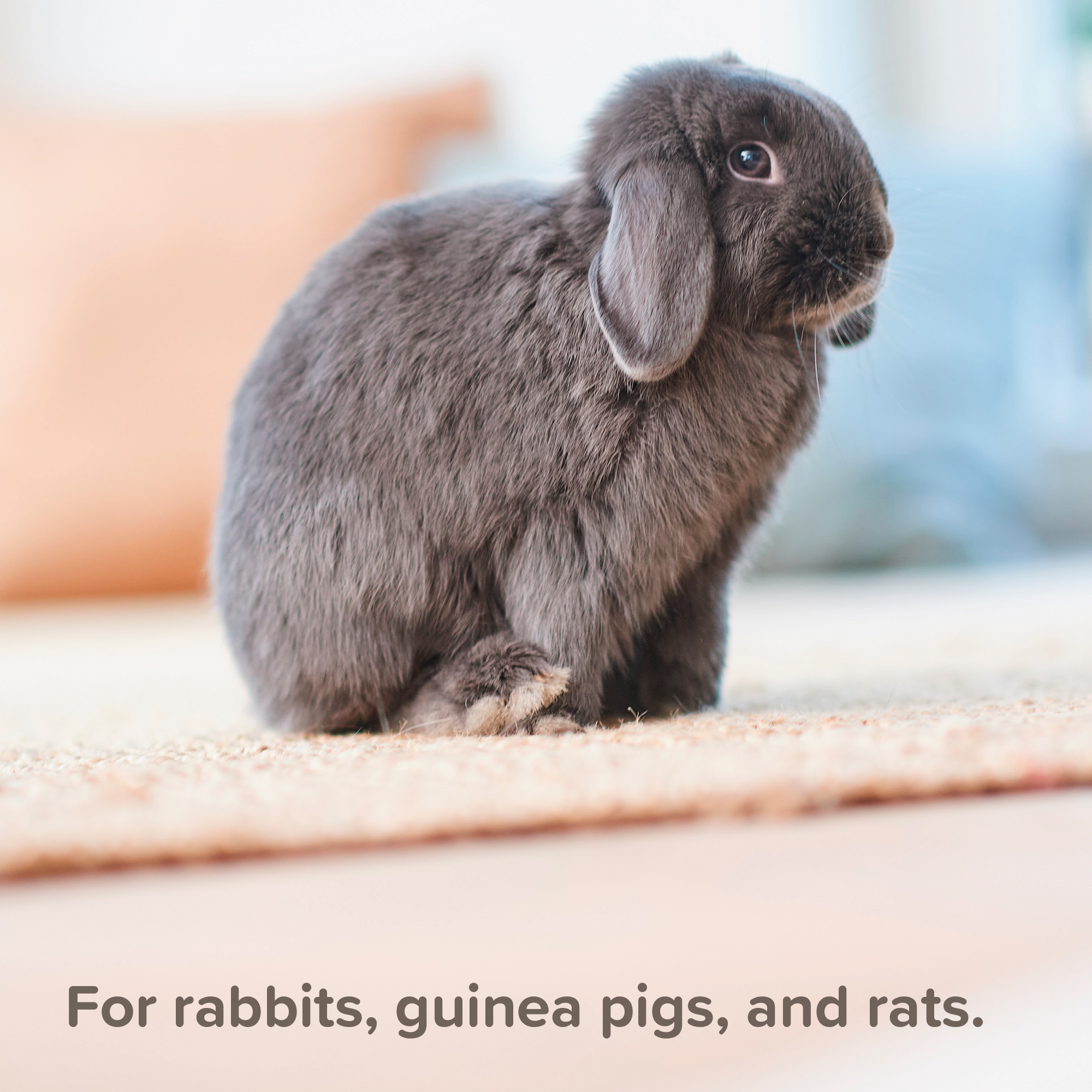 Beaphar Anti-Mange Spray for Rabbits & Guinea Pigs