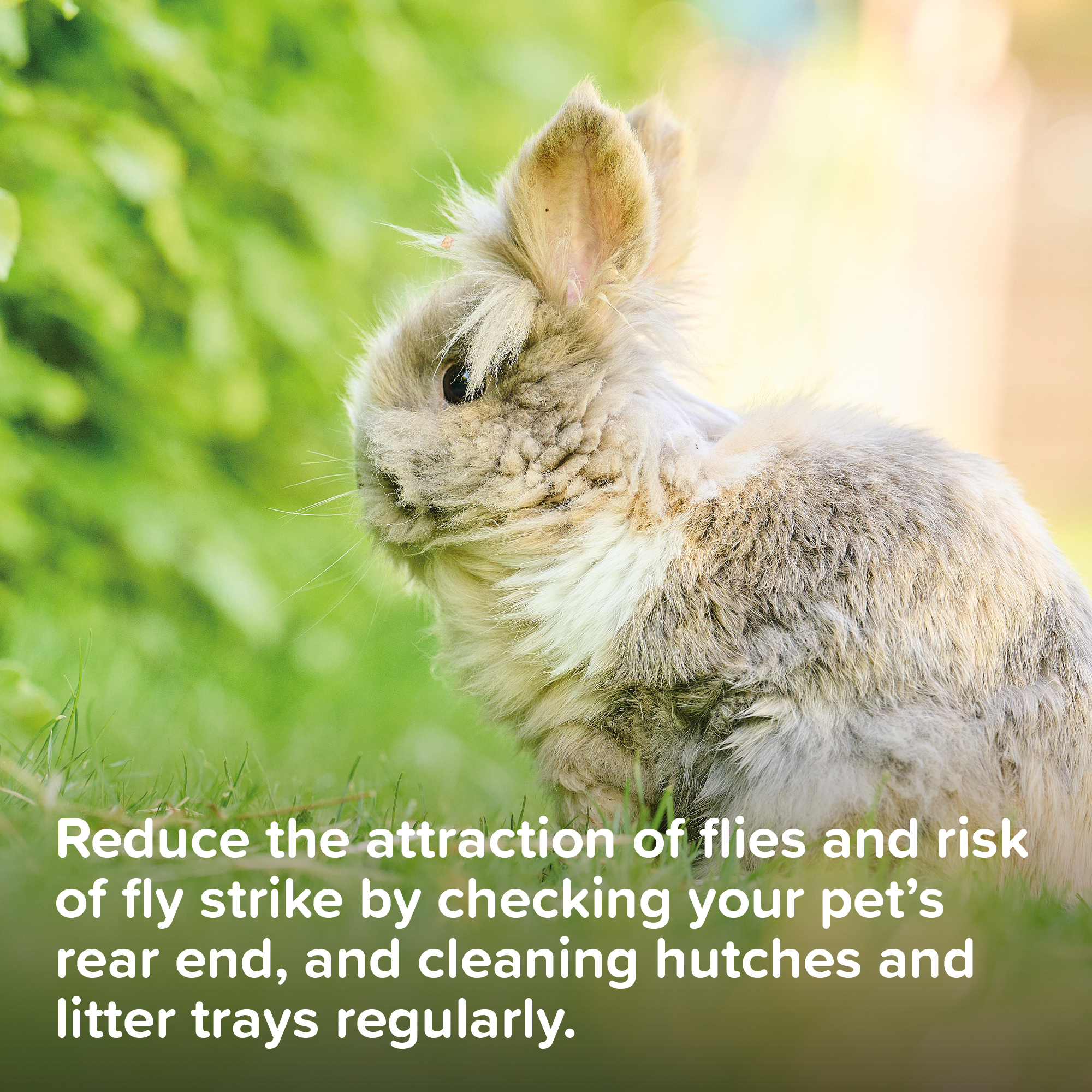 Beaphar Fly Guard Spray for Rabbits and Guinea Pigs – 75ml