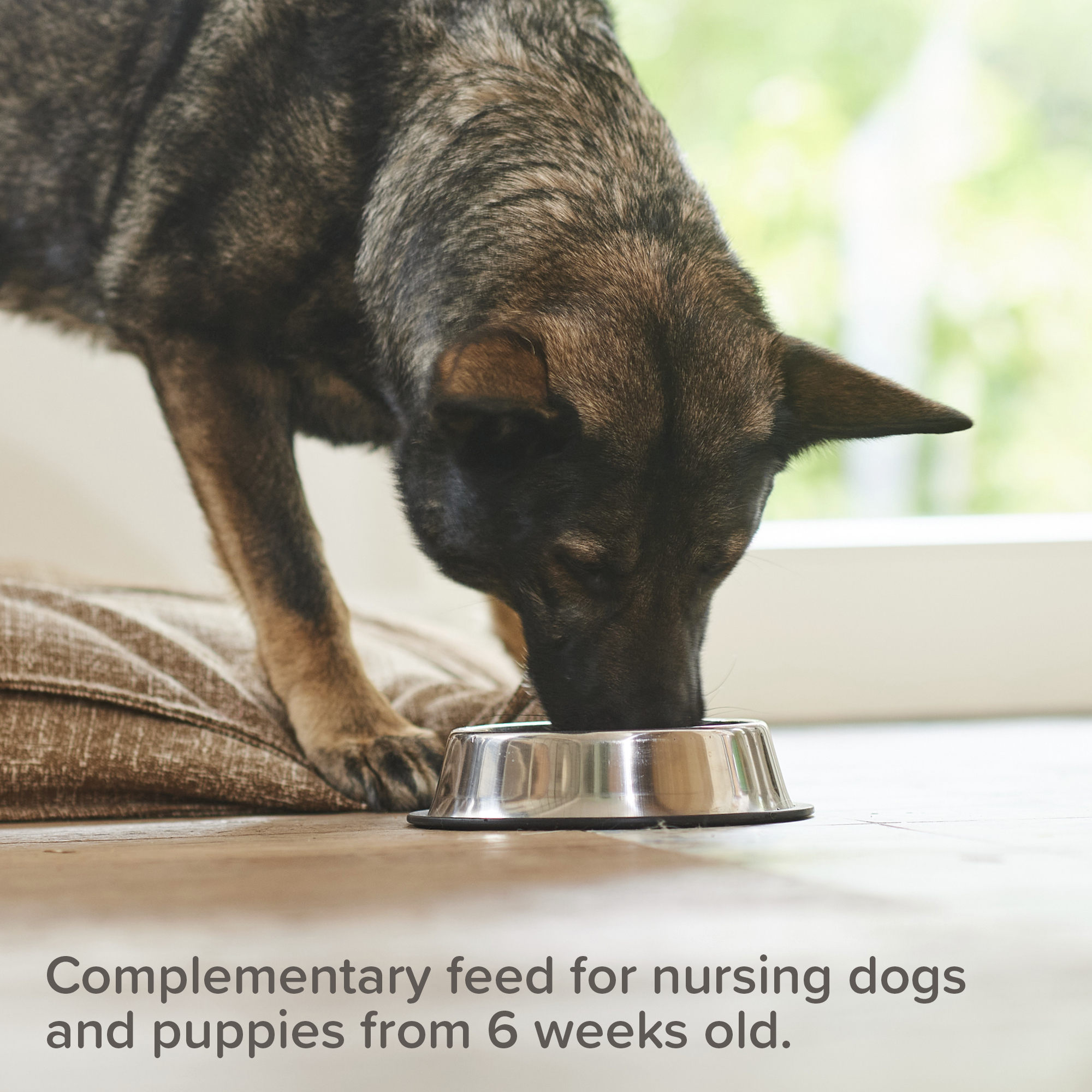 Beaphar Calcium Tablets for Nursing Dogs & Puppies, 180 tablets