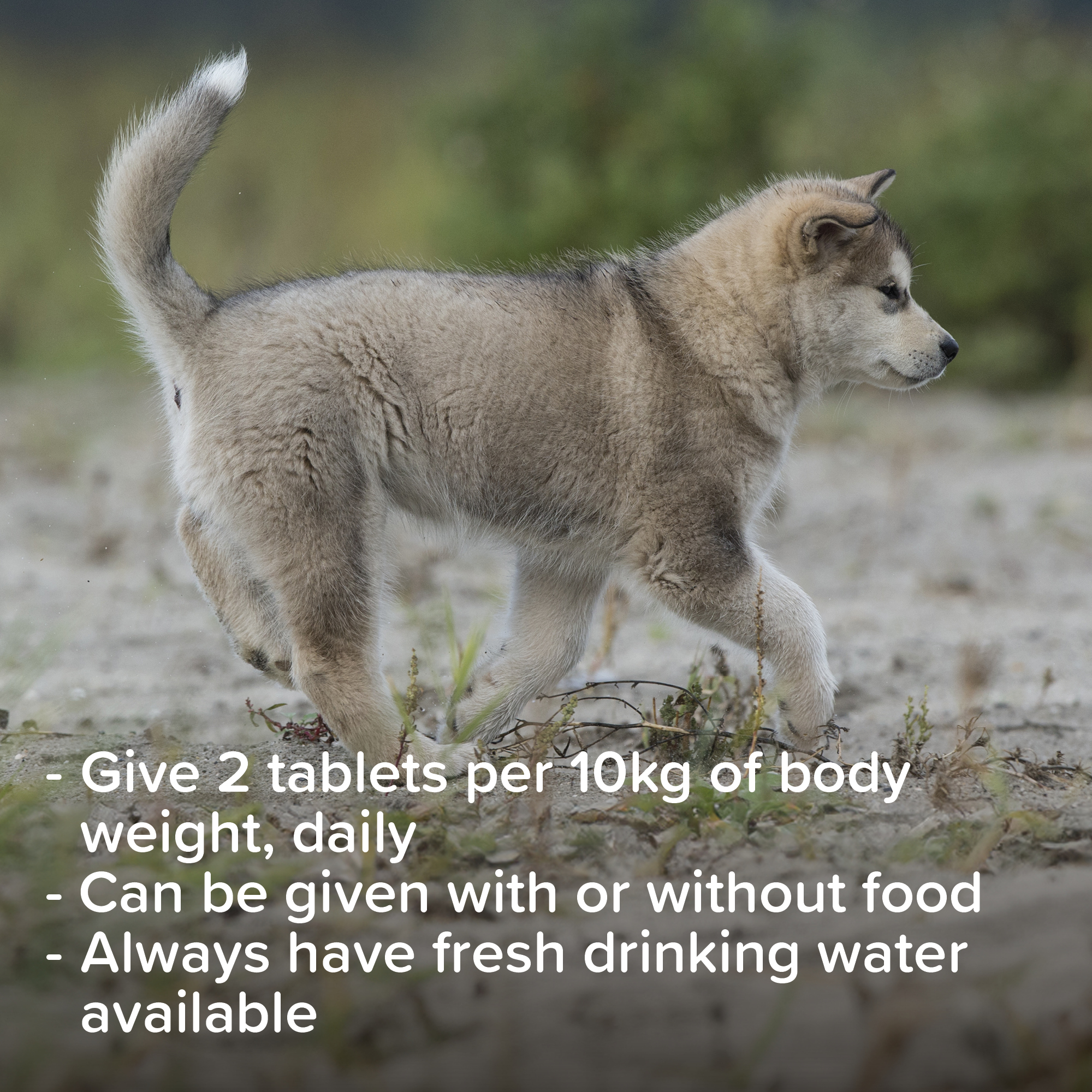 Beaphar Calcium Tablets for Nursing Dogs & Puppies, 180 tablets