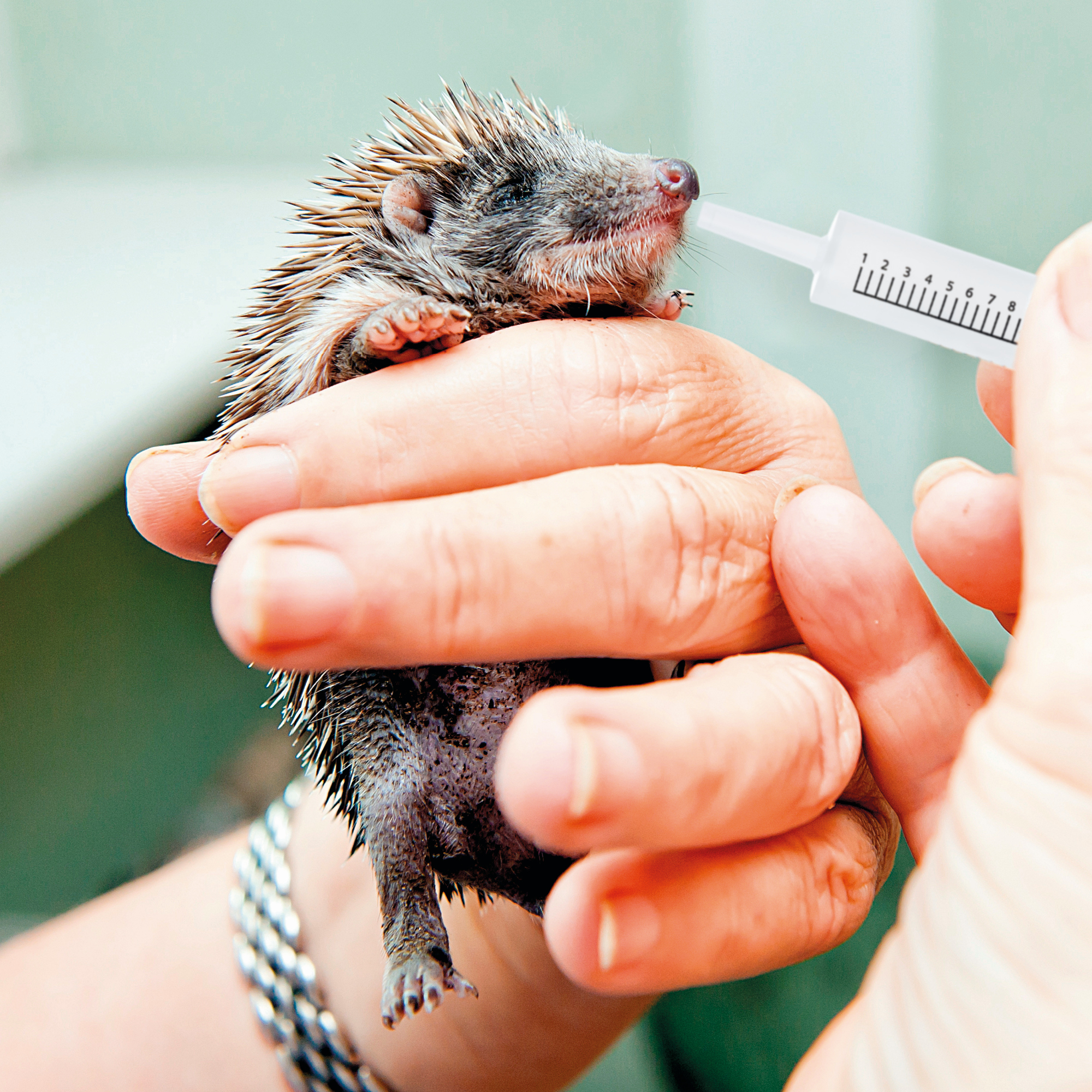 Lactol Milk Replacer Feeding Syringes for Small animals