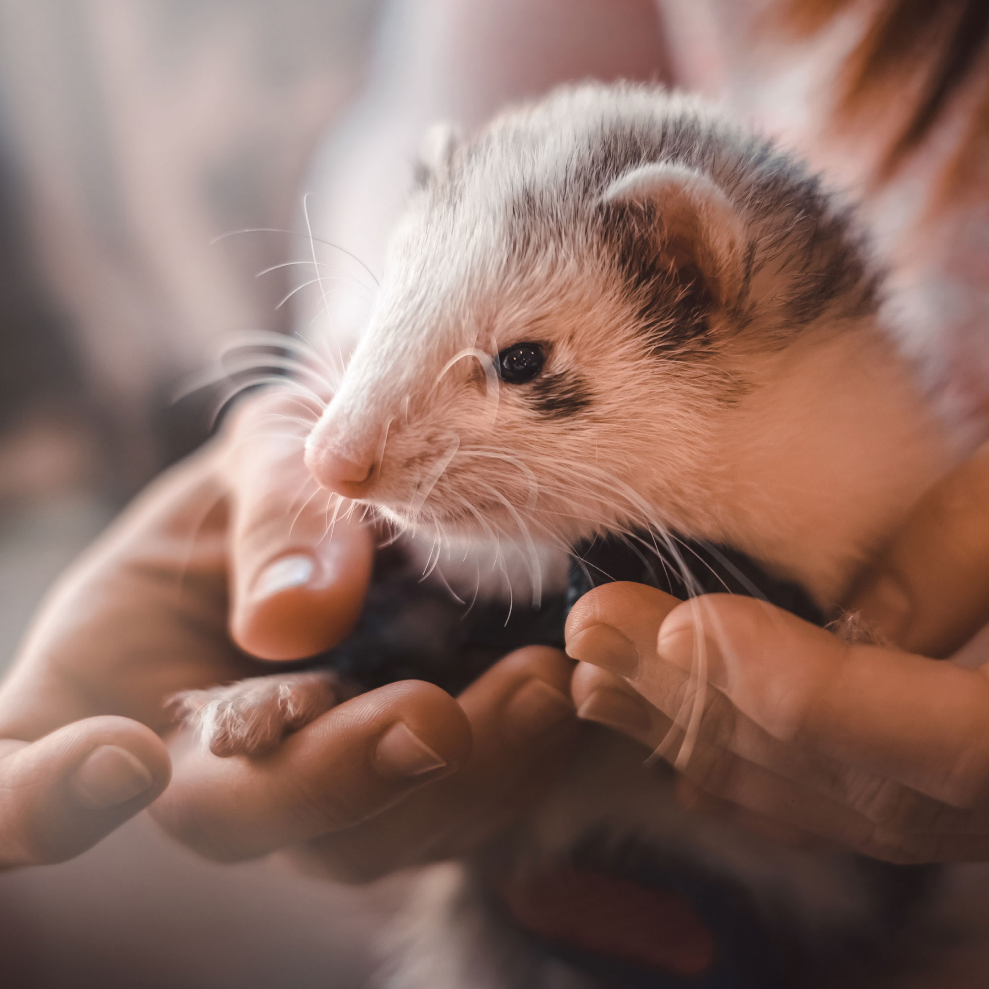 Multivitamin paszta vadászgörényeknek malátával