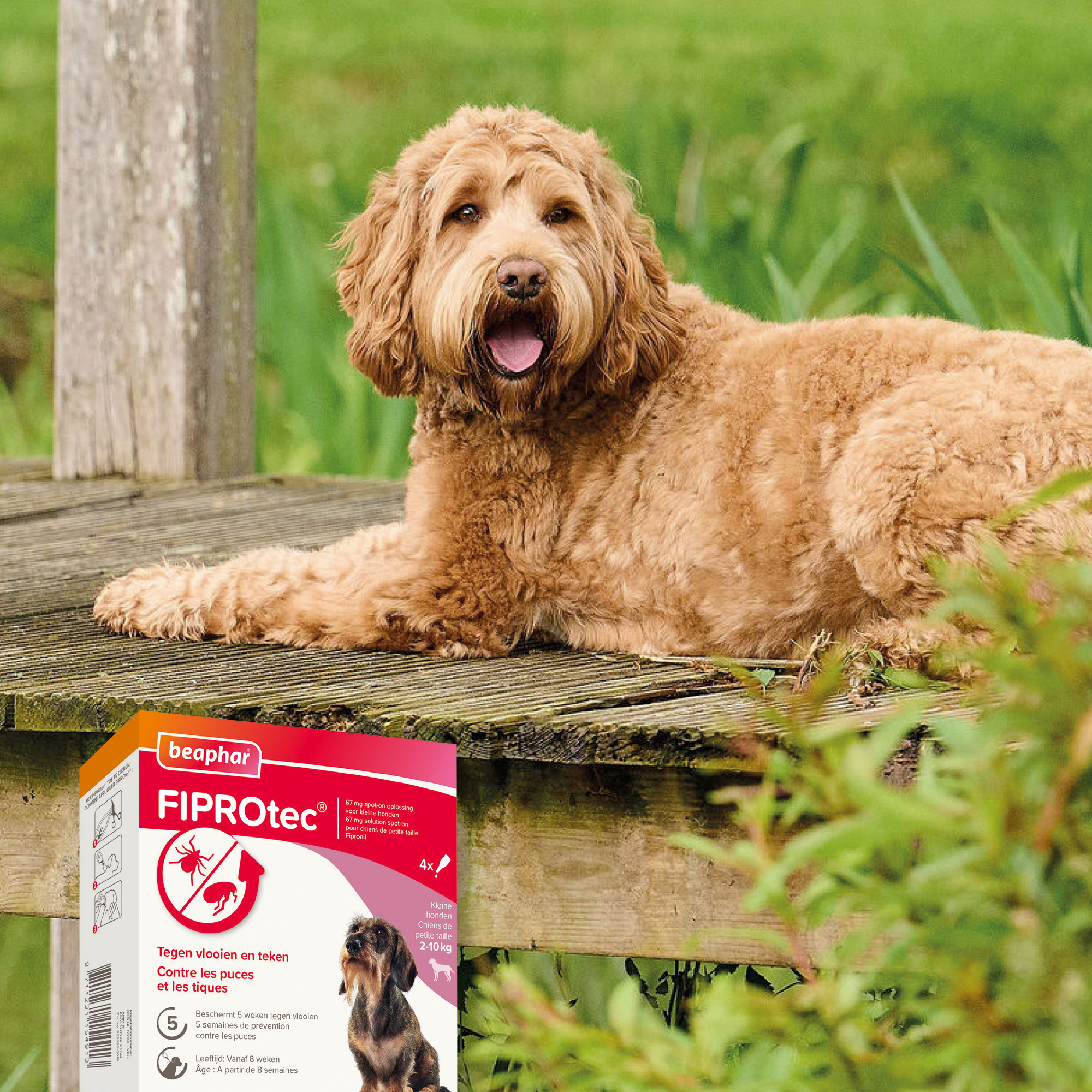 Beaphar FIPROtec® Spot-On Hond 2-10kg 4 pipetten