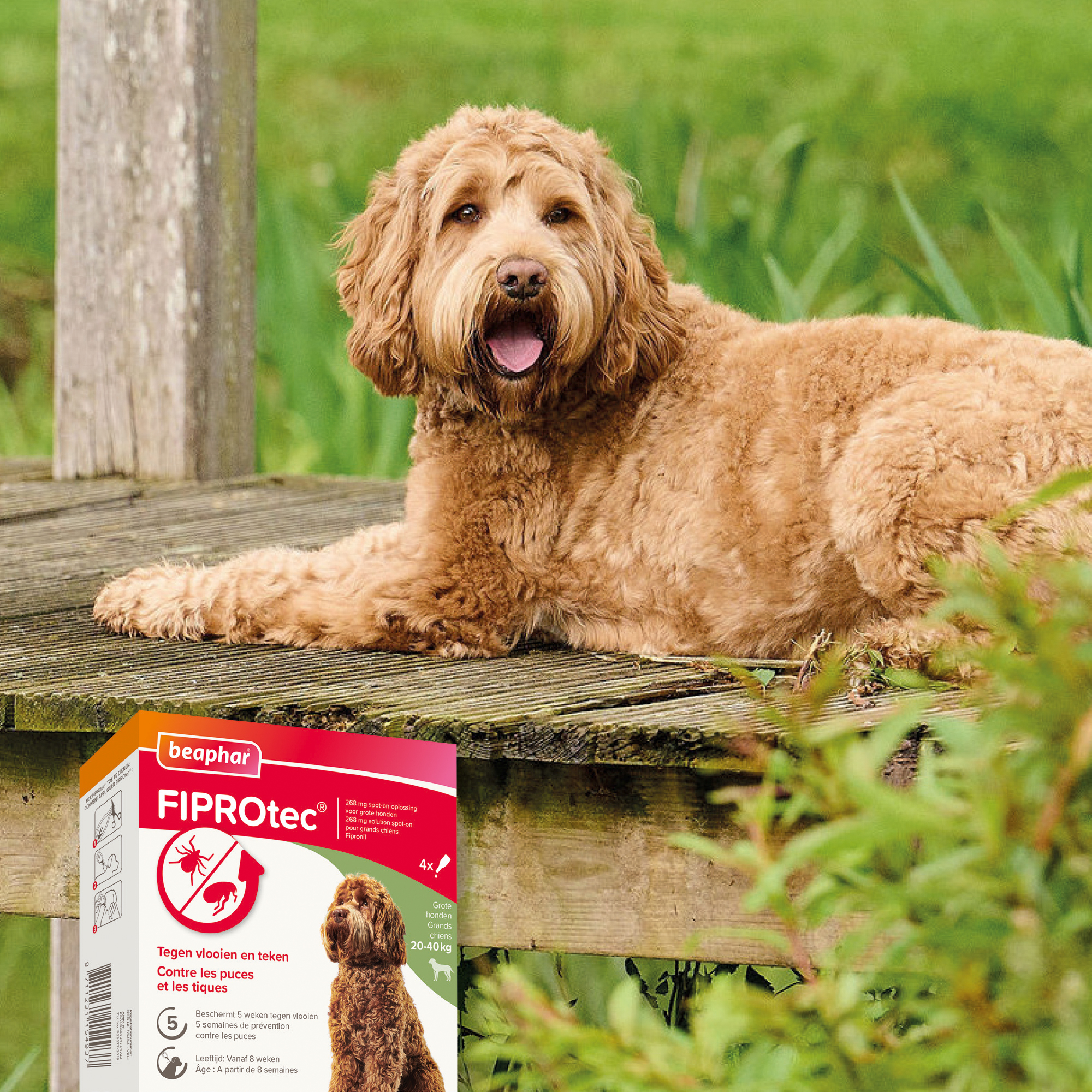 Beaphar FIPROtec® Spot-On hond 20-40kg 4 pipetten