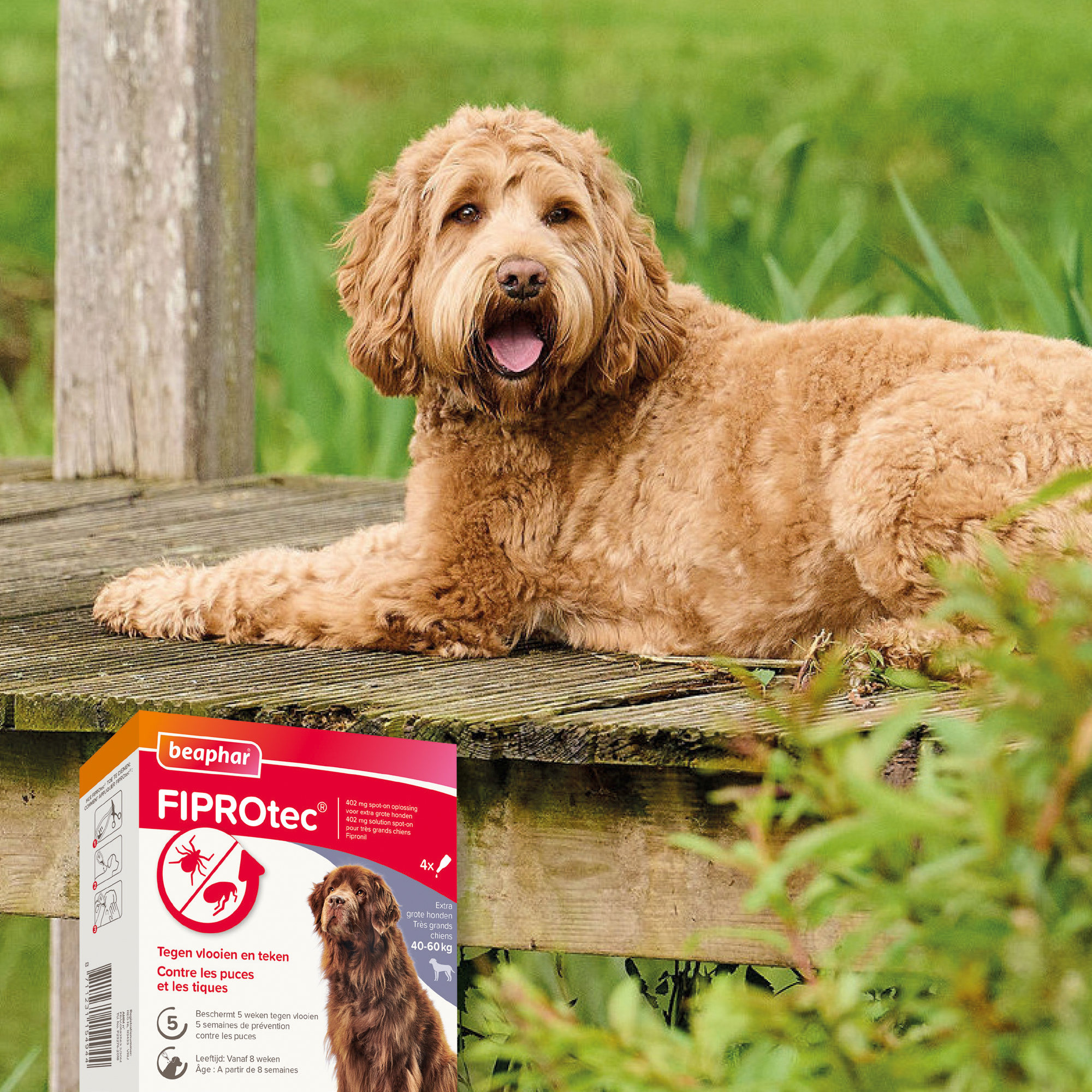 Beaphar FIPROtec® Spot-On hond 40-60kg 4 pipetten