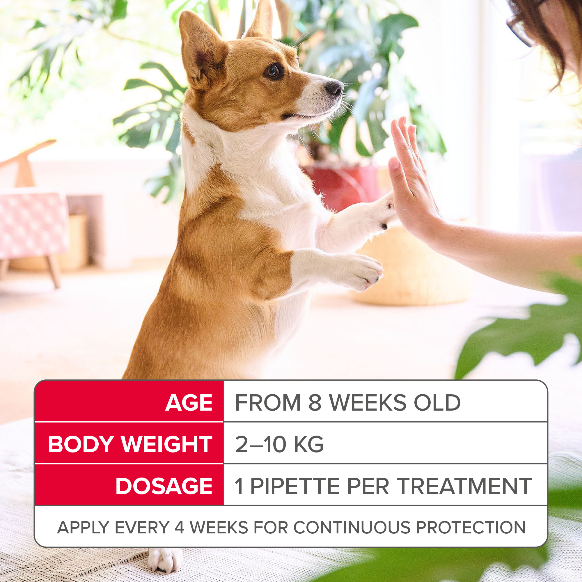 Beaphar FIPROtec® Flea & Tick Spot-On for Small Dogs (2-10kg), 4 Pipettes