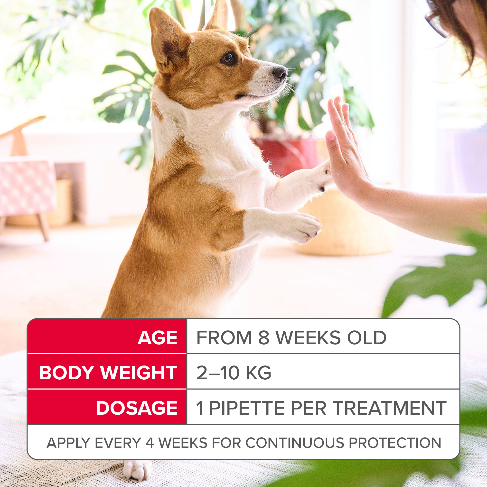 Beaphar FIPROtec® Flea & Tick Spot-On for Small Dogs (2-10kg), 6 Pipettes