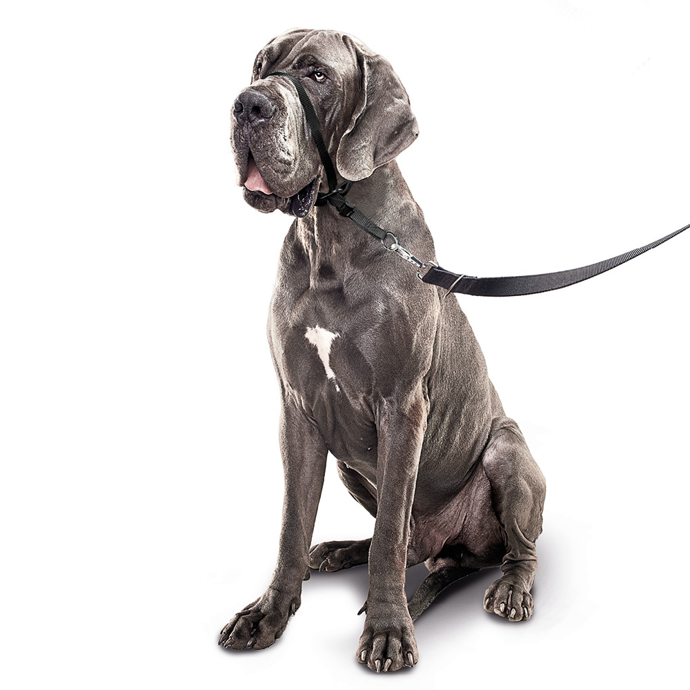 Beaphar Gentle Leader zwart grote hond