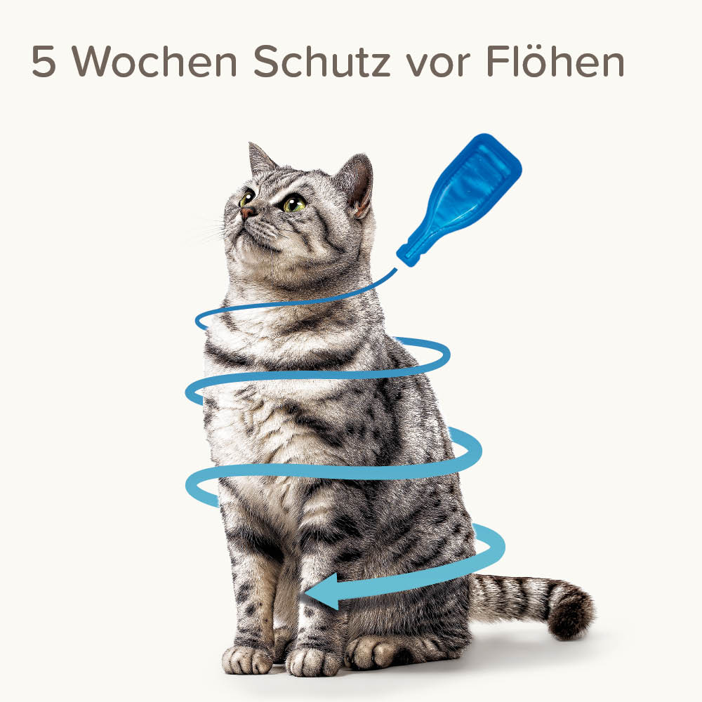 Fiprotec 50 mg Spot-On Lösung für Katzen
