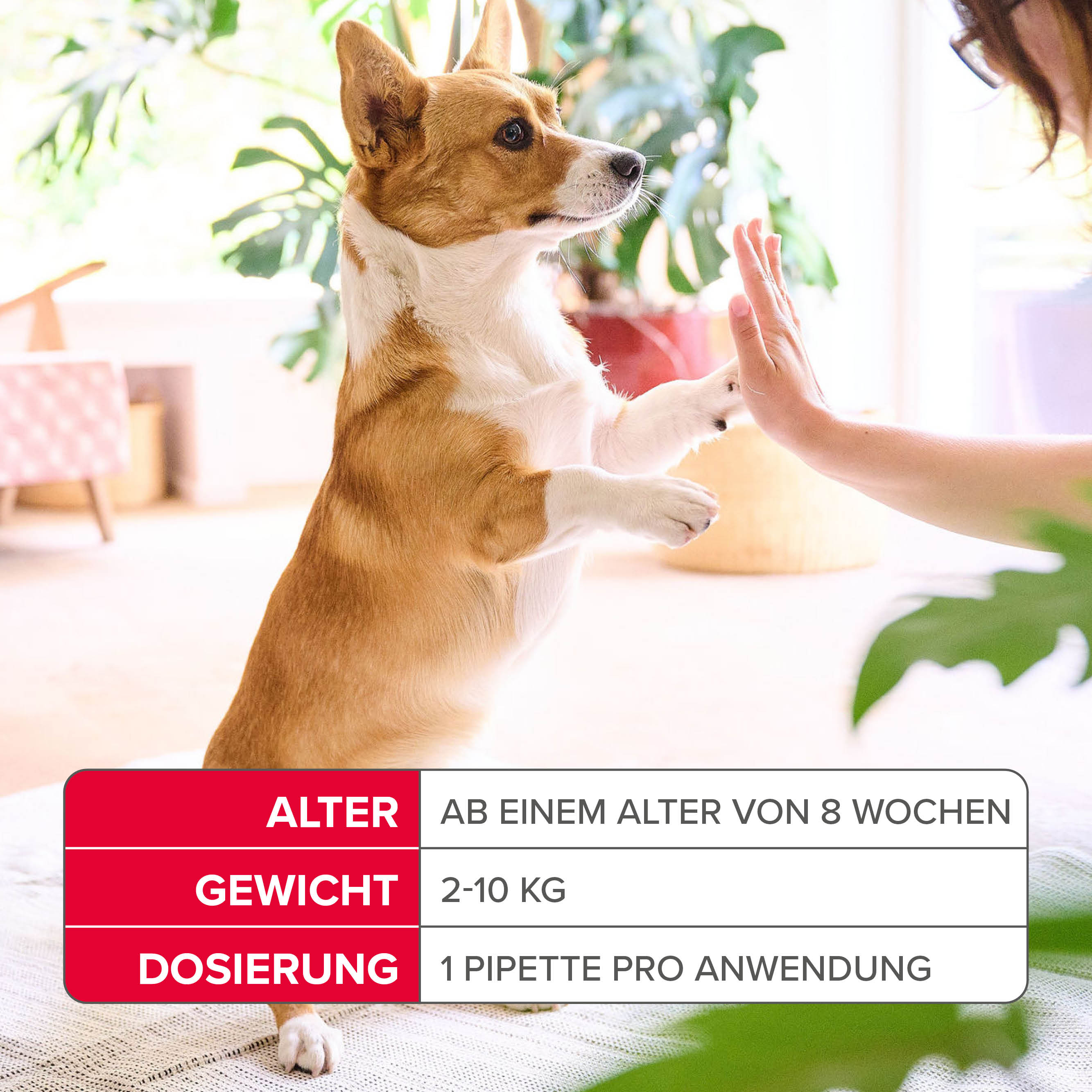 Fiprotec 67 mg Spot-On Lösung für kleine Hunde