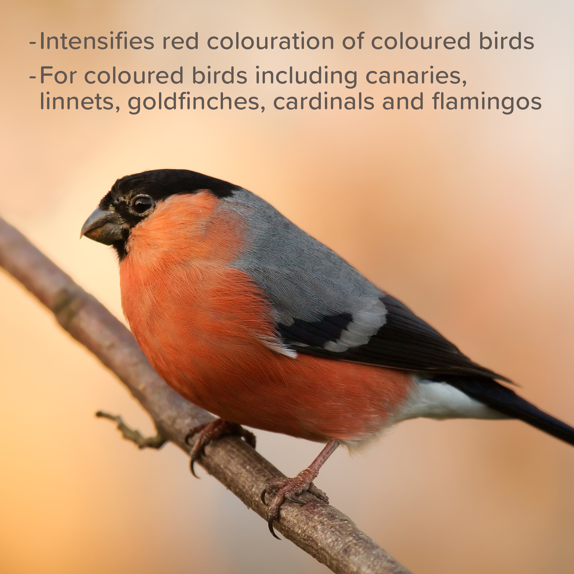 Beaphar Intensief for Coloured Birds, 500g