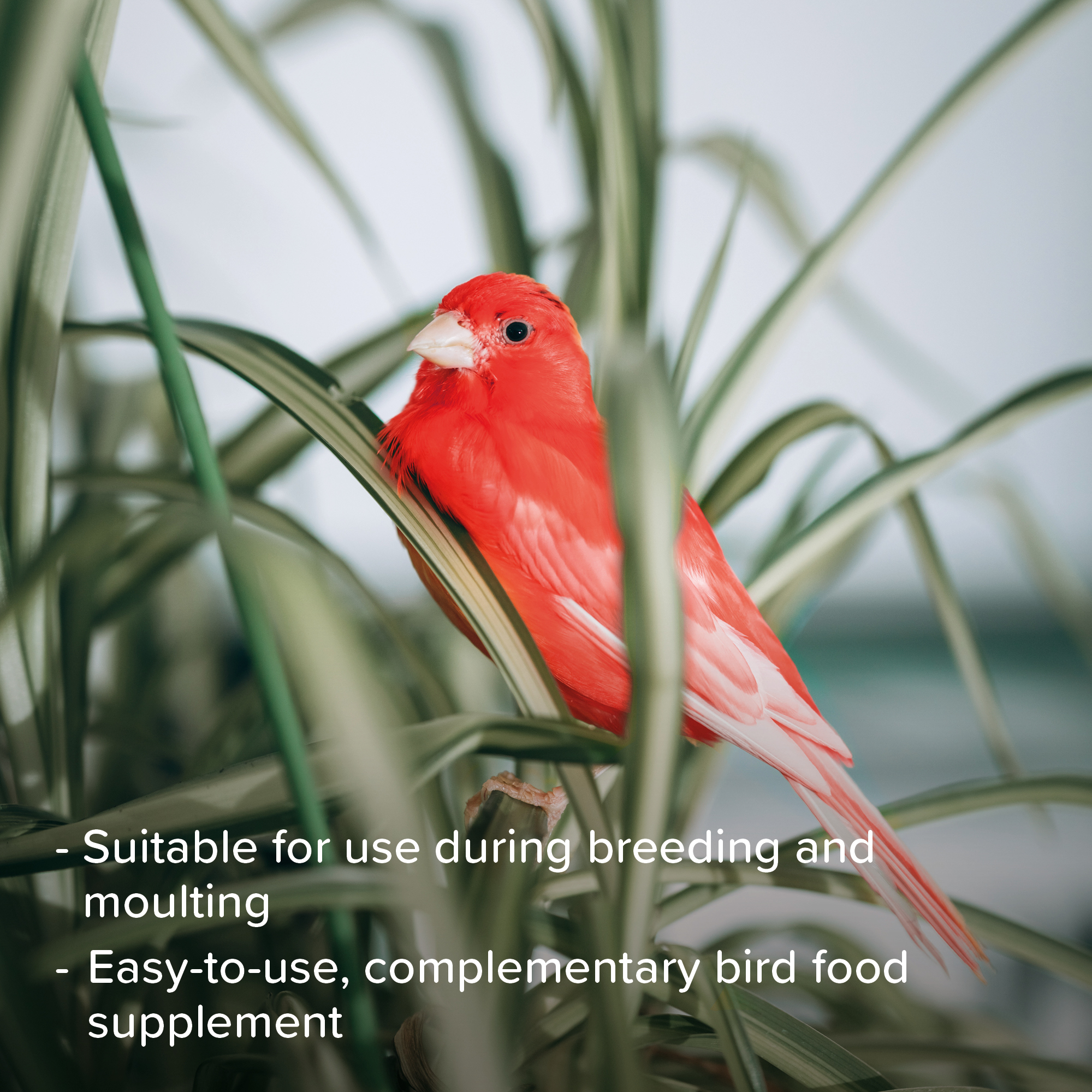 Beaphar Intensief for Coloured Birds, 500g