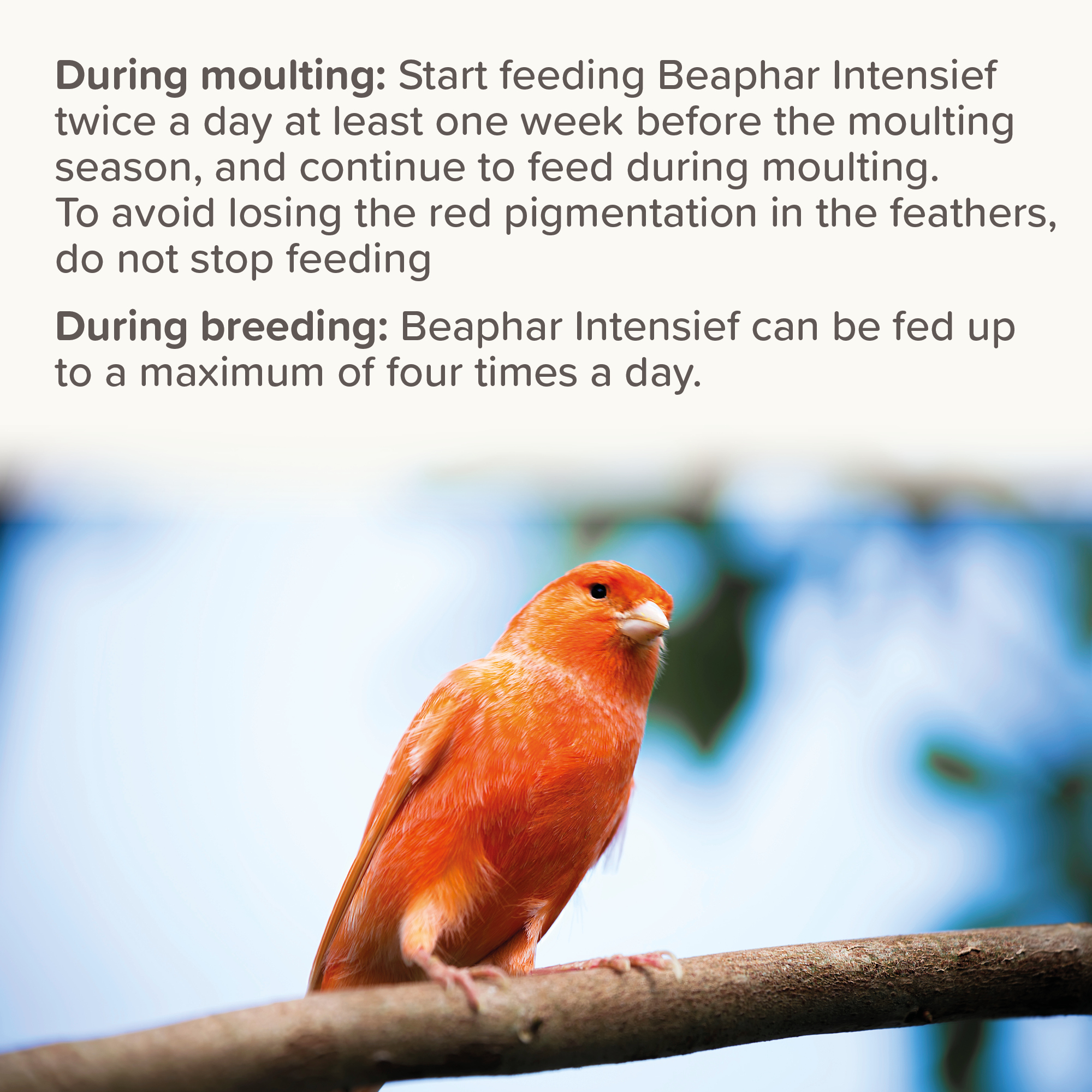 Beaphar Intensief for Coloured Birds, 500g