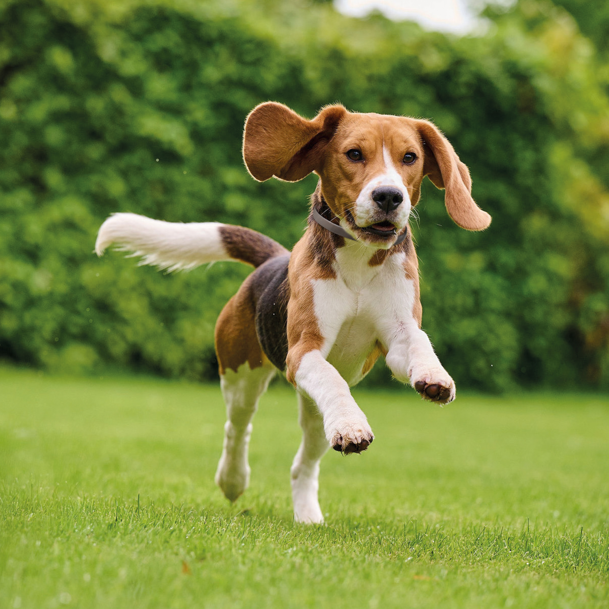 Beaphar Canishield® hond band klein/middel 48cm 1st