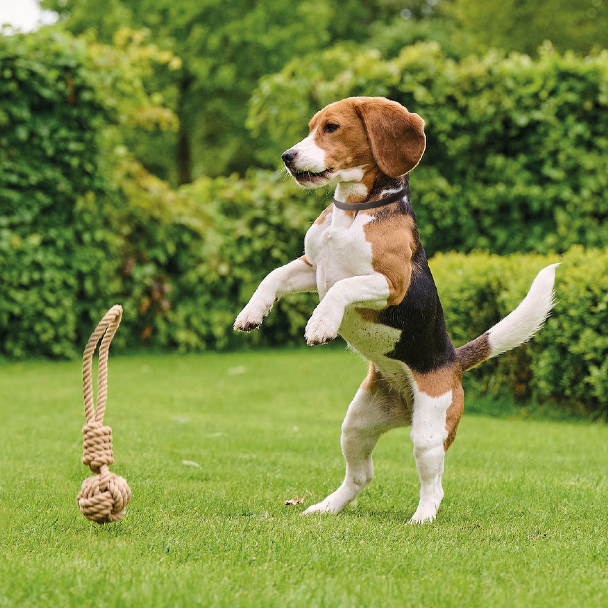 Beaphar Canishield® hond band klein/middel 48cm 1st