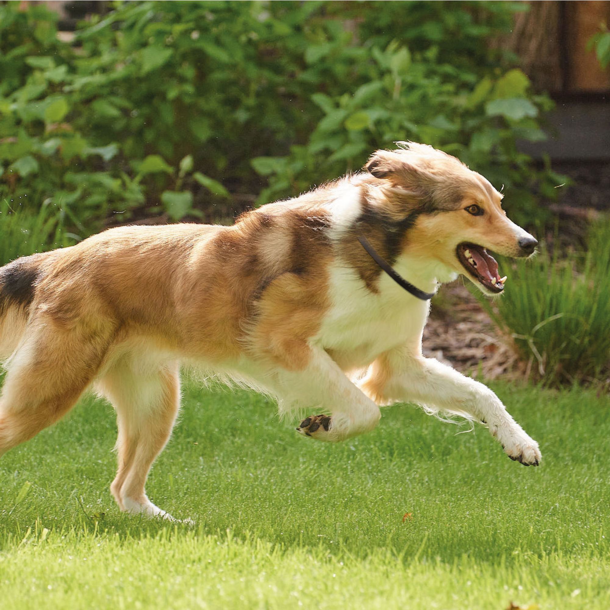 Beaphar Canishield® hond band groot 65cm 1st