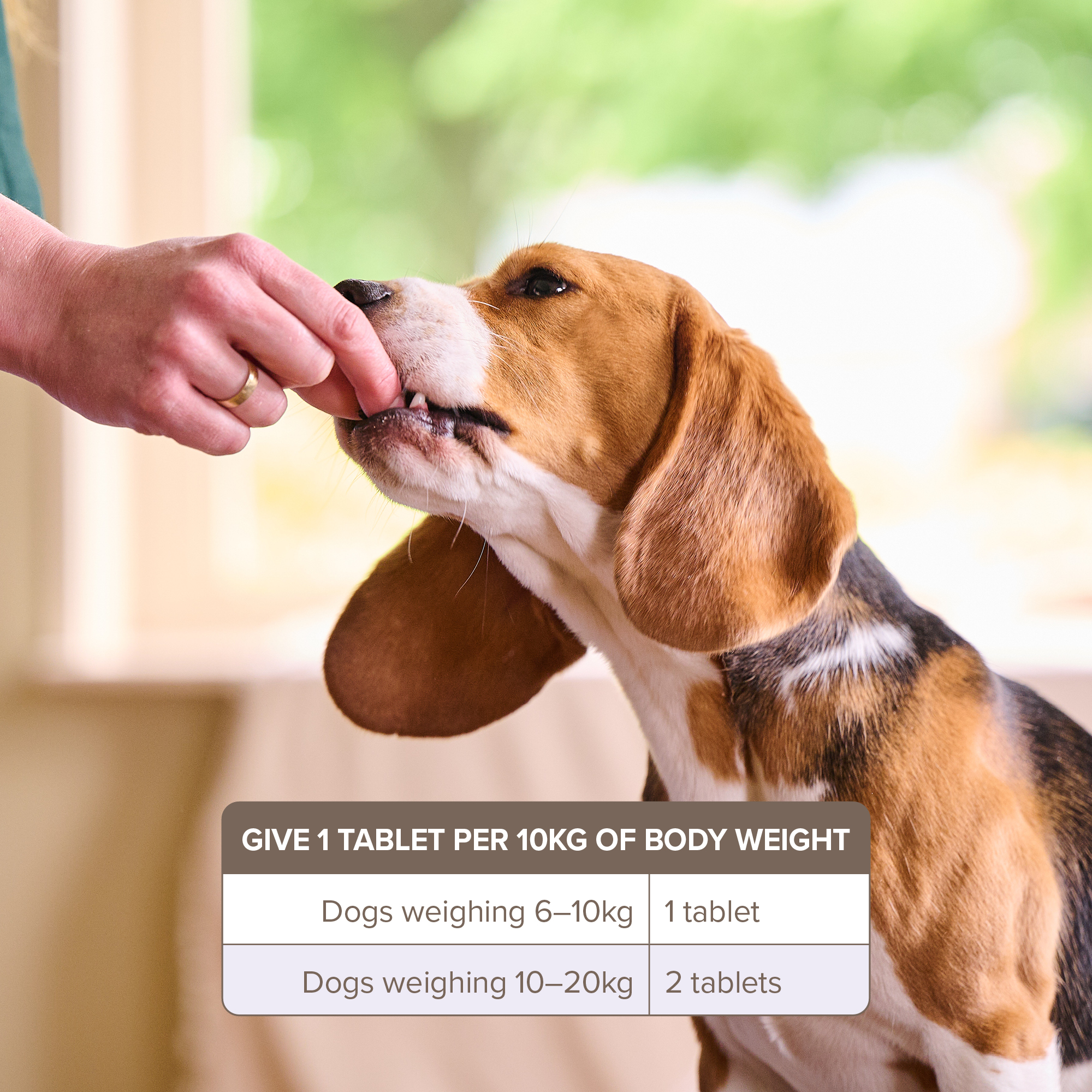 Beaphar One Dose Worming Tablets (For Medium Dogs 6-20kg), 2 tablets