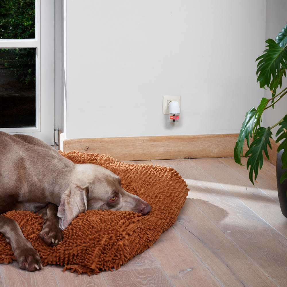 CaniComfort®, diffuseur et recharge calmants pour chiens