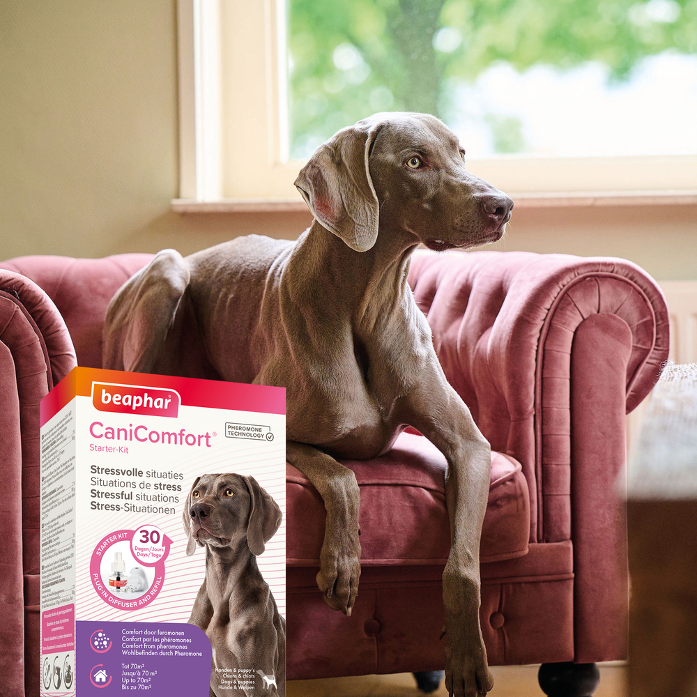 CaniComfort®, diffuseur et recharge calmants pour chiens