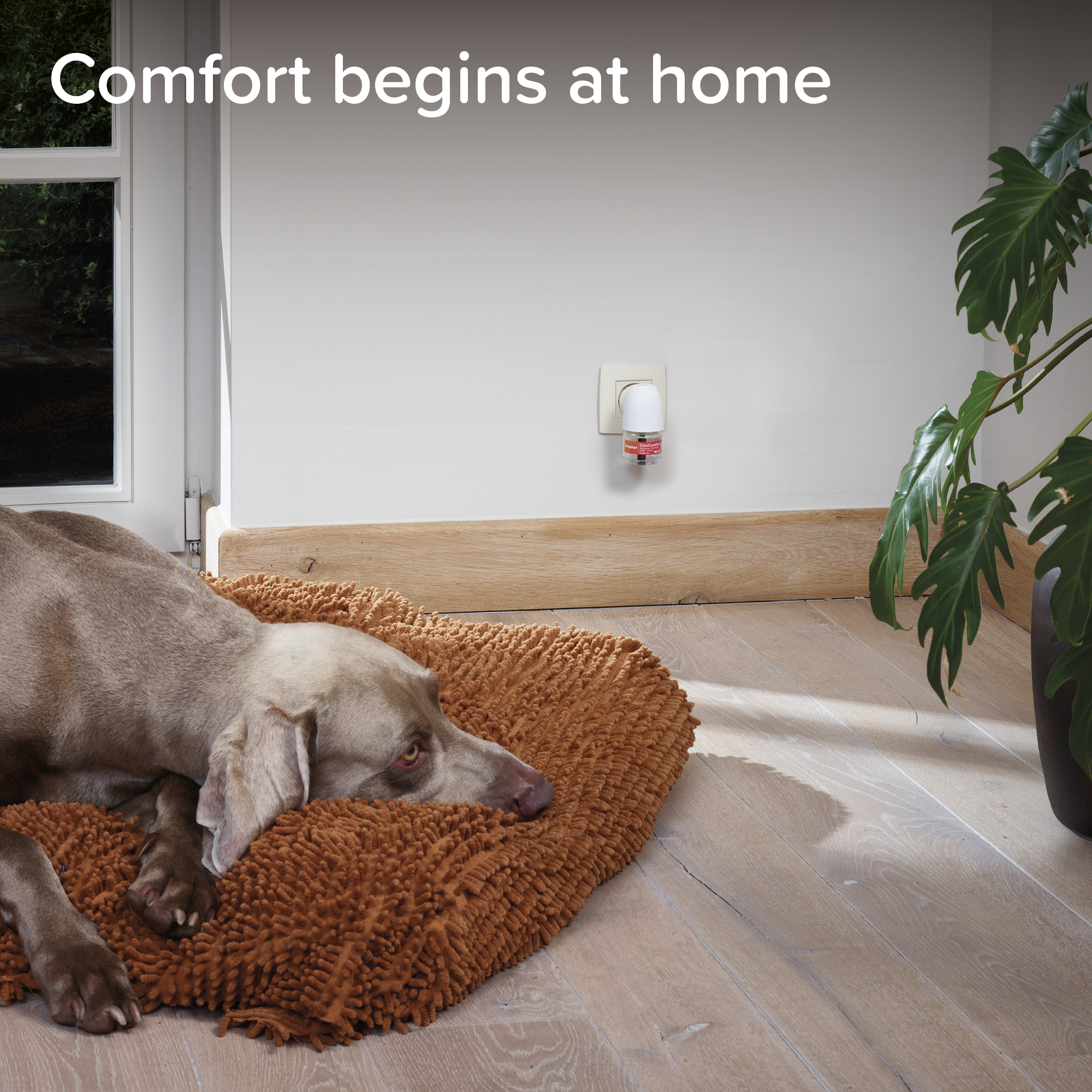 Beaphar CaniComfort® Calming Diffuser Refill for Dogs