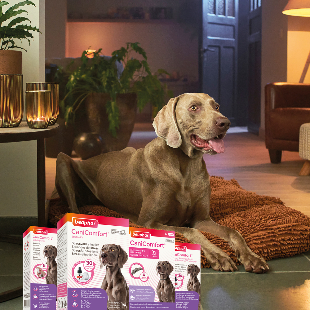 CANICOMFORT®, spray calmant aux phéromonespour chiens et chiots