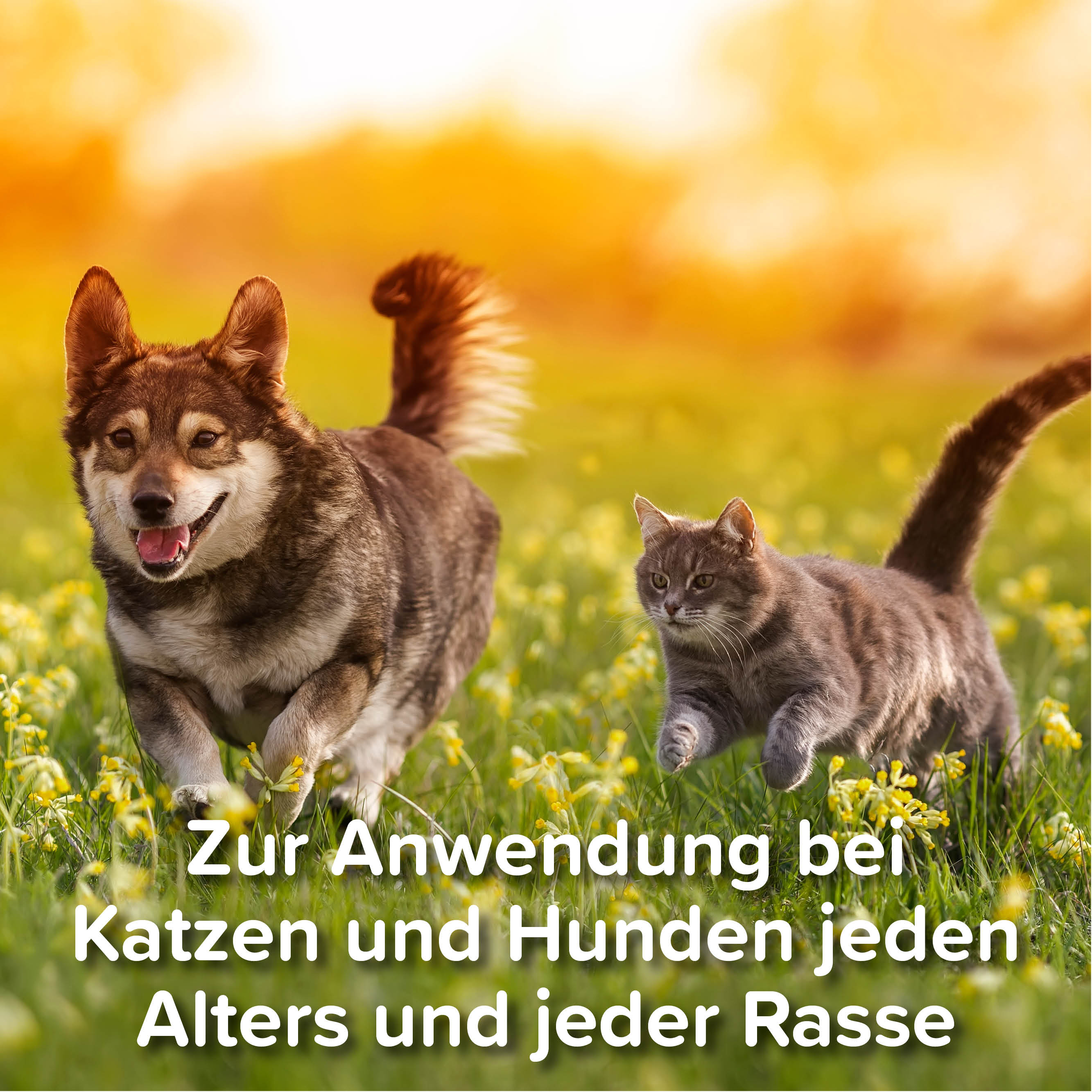 Beaphar Zeckenstift, 1 St.